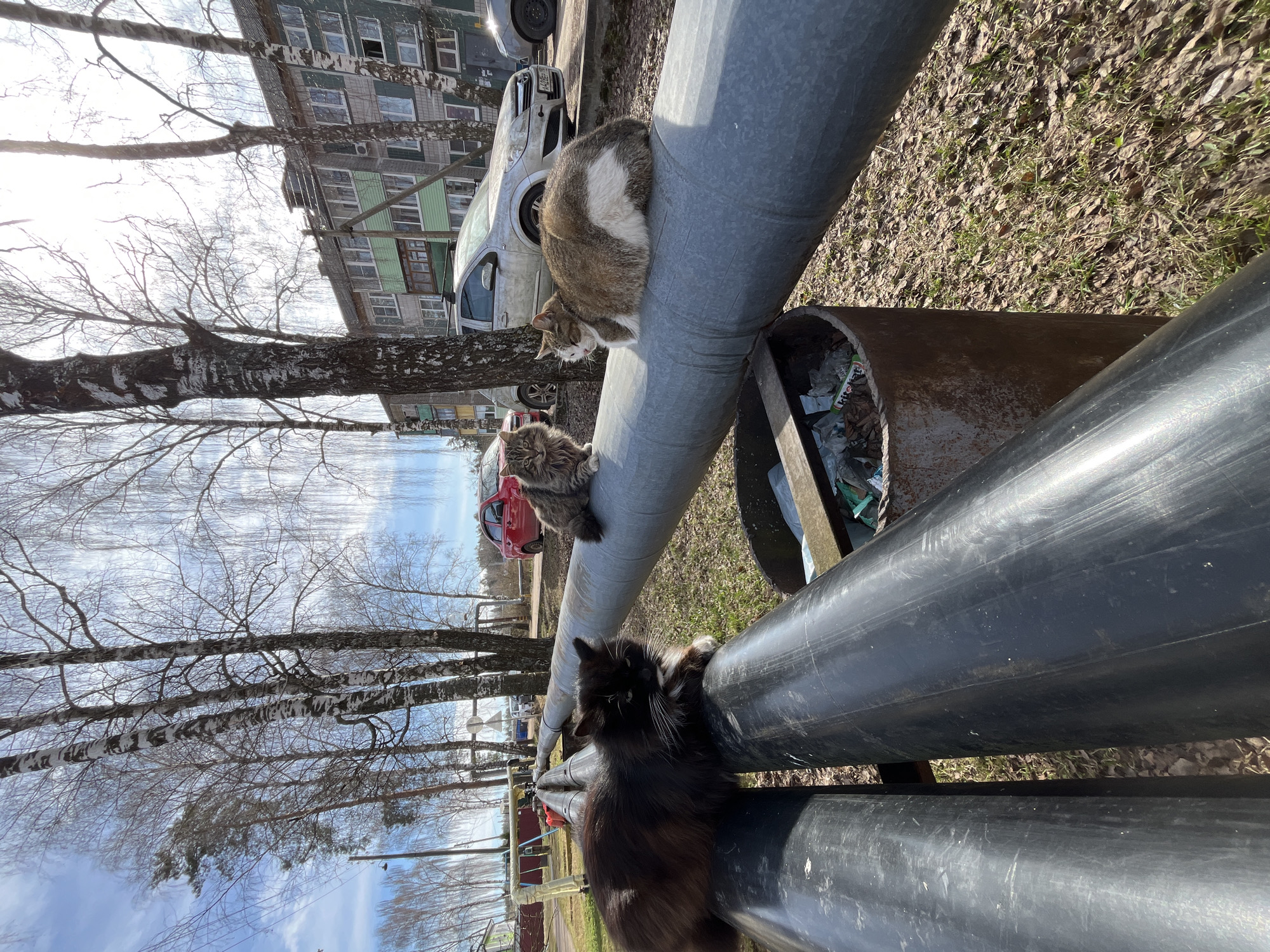 The image shows three cats sitting on top of large, grey and black pipes. The cats are, from top to bottom, a tabby cat with a white and brown fur, a fluffy grey cat, and a black cat with long fur. The pipes are in a public outdoor area, with trees and a multi-story building visible in the background. The location is Раздолье, Russia, as the metadata shows. The camera position is looking up towards the sky, and the image has an unusual orientation. A rusty pipe with trash inside is next to the top pipe, and cars are visible in the distance.