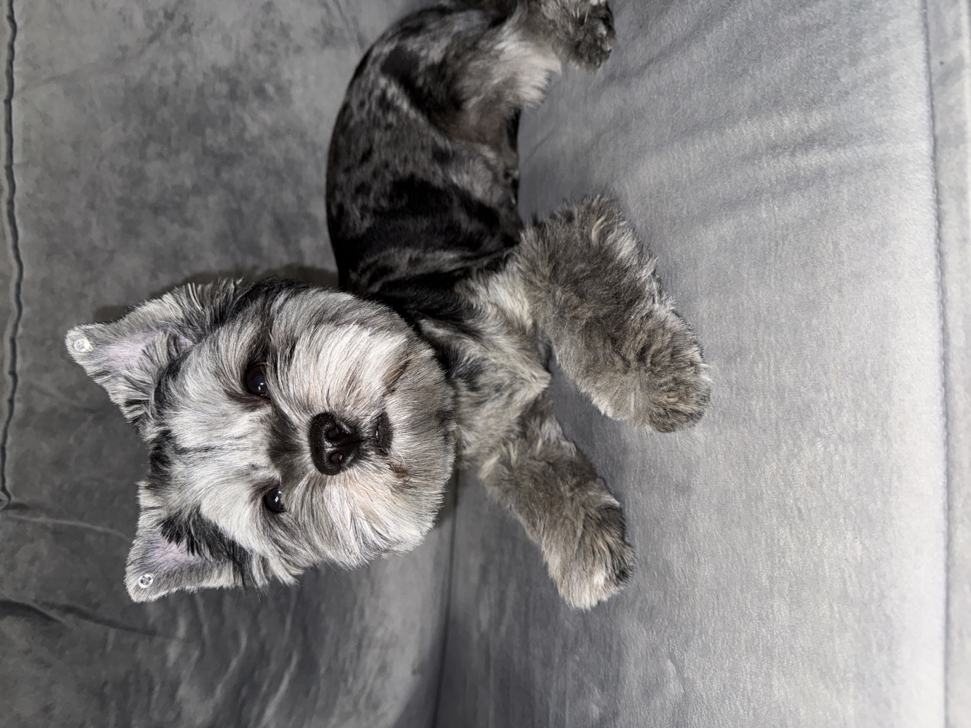 A miniature schnauzer with a grizzled coat and a rounded muzzle is lying on a gray couch. The dog's ears are erect and adorned with small, decorative studs. The background is a textured gray fabric, likely the couch. No specific location in Chaikovsky, Russia, can be determined from the image.