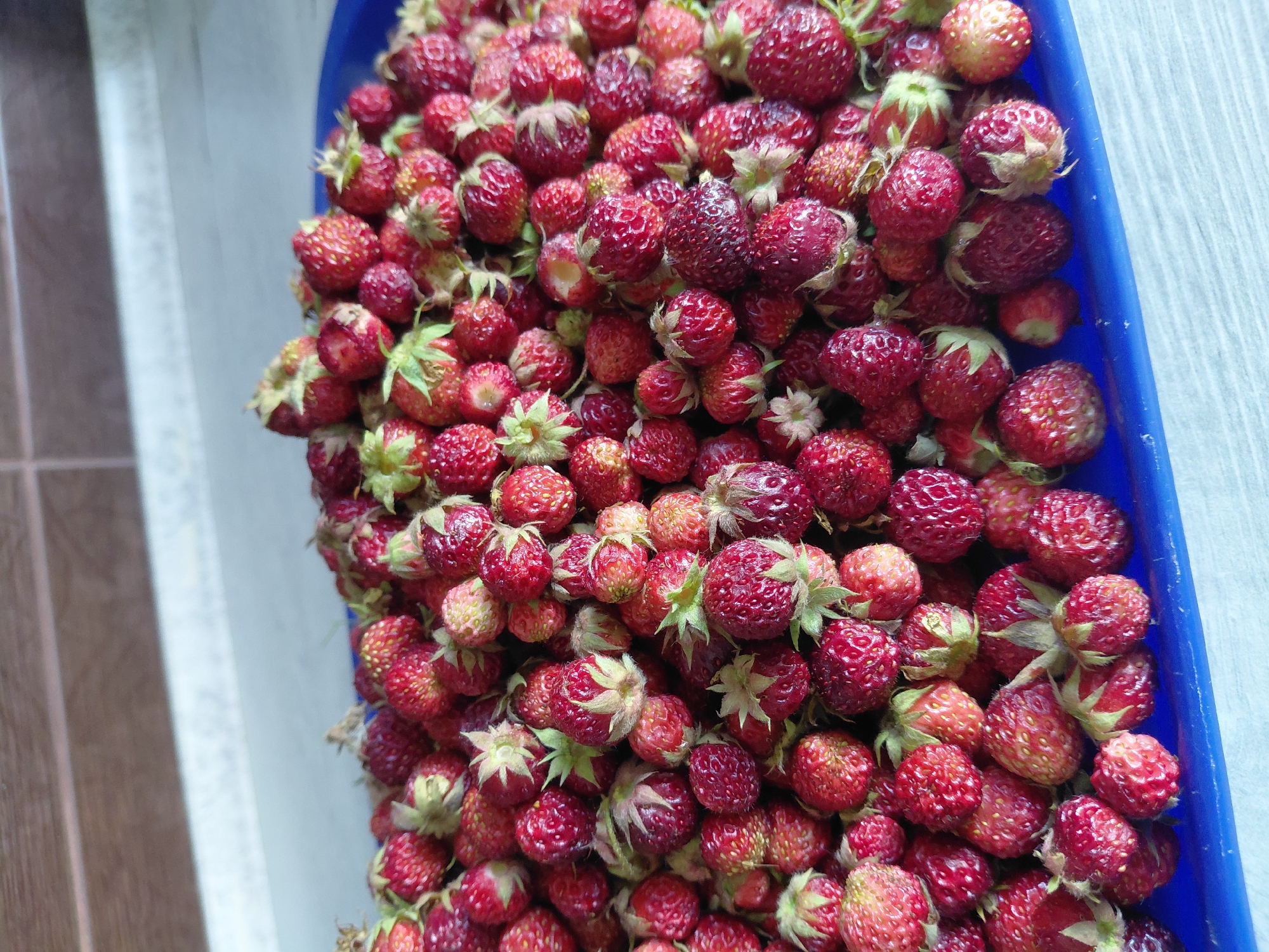 A pile of ripe wild strawberries sits in a blue plastic container on a light-colored, textured surface. The strawberries are a mix of deep red and lighter pinkish-red hues, with visible seeds and green stems. The background consists of a wooden surface with horizontal lines and a lighter textured surface. The image appears to be taken indoors, possibly in a kitchen setting. There are no people or animals visible. The overall impression is one of fresh, natural produce. The location in Novosibirsk, Russia is not discernible from the image itself.