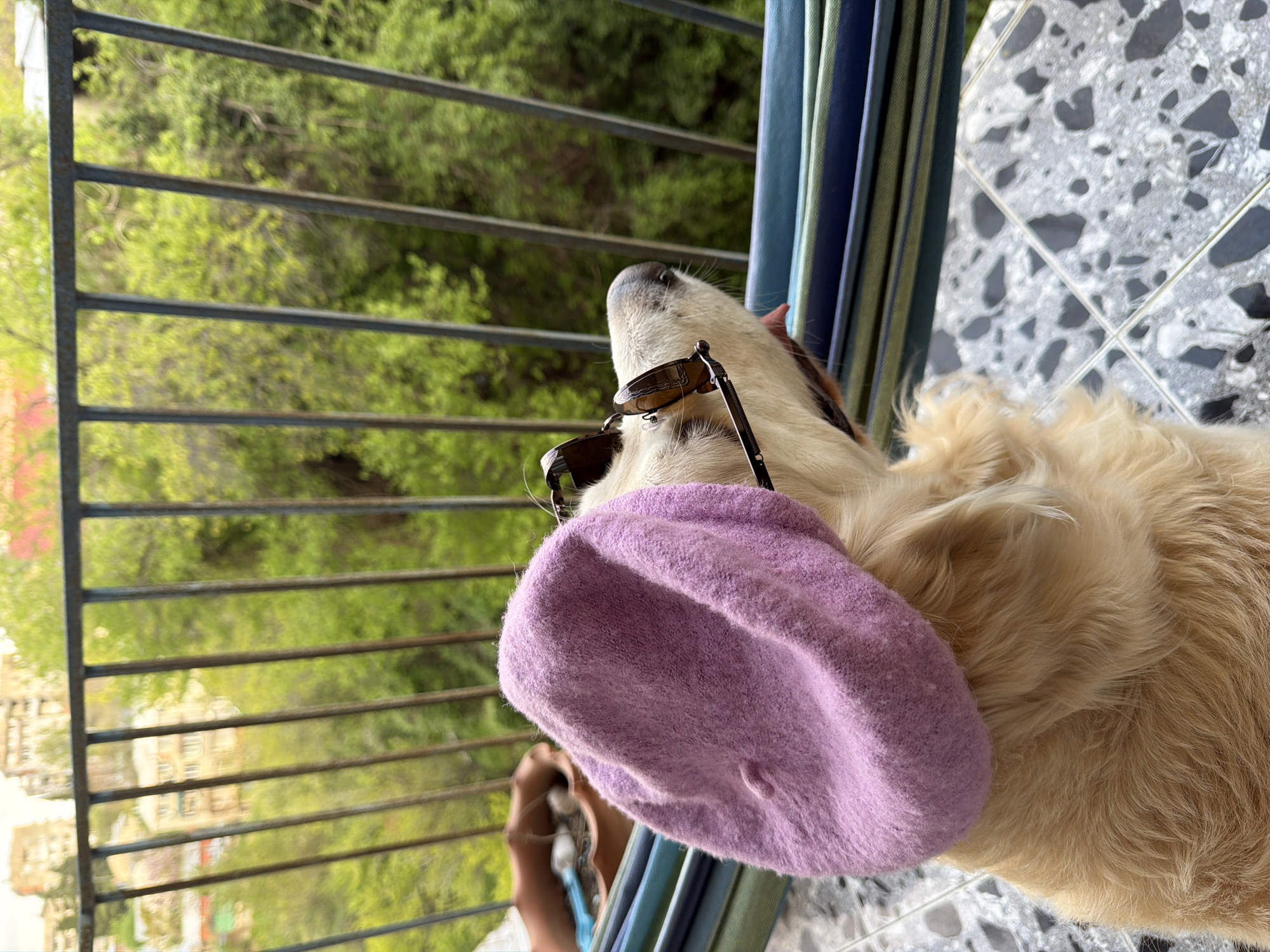 A light-furred dog, resembling a Golden Retriever, is captured from a high angle on a balcony, depicted in a sideways orientation. The dog wears a soft purple beret on its head and sunglasses pushed up above its eyes. It is looking upwards and outwards, seemingly observing the view through a dark metal railing that spans horizontally across the middle of the frame.
The balcony floor, visible on the right side of the dog and in the lower right, is covered in grey and black terrazzo tiles. To the right, a striped blue and green fabric element is present, possibly a curtain or part of outdoor furniture. Beyond the railing, a lush green landscape of trees and some indistinct distant buildings is visible, suggesting an urban environment with abundant greenery, consistent with Tbilisi, Georgia. A human hand or arm is partially seen in the lower left, near the dog's shoulder. The bright natural light indicates it is daytime, and the overall scene conveys a playful and whimsical mood. No text is visible in the image.