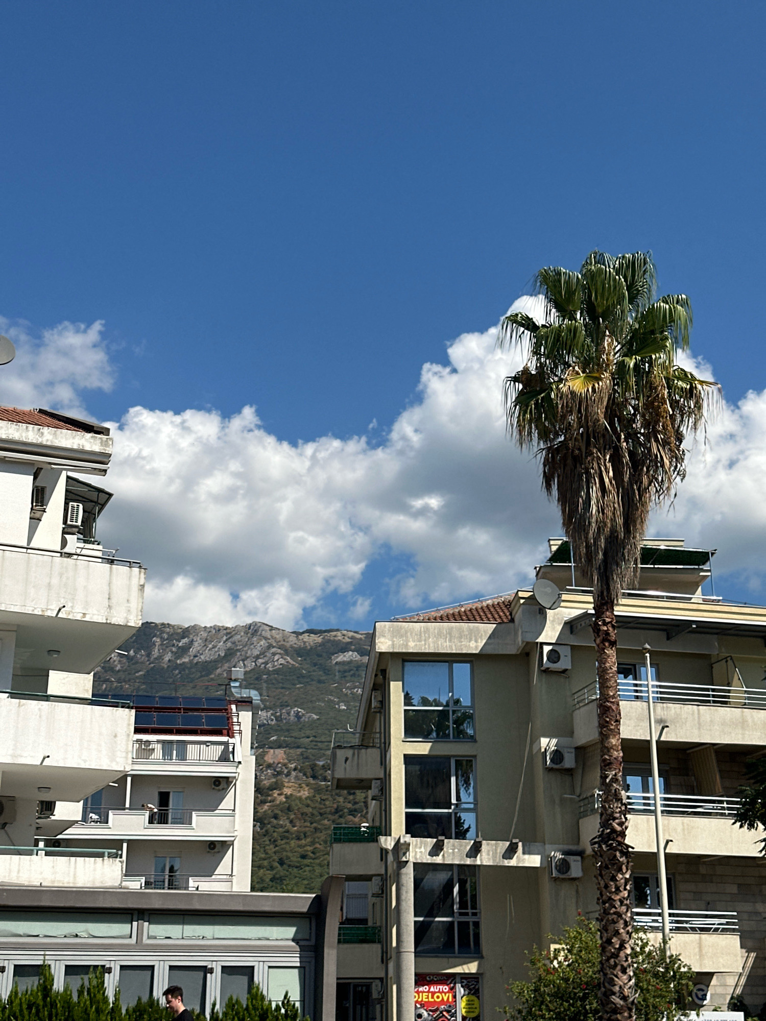 This is a vertical, medium-shot, outdoor photograph taken on a sunny day in Budva, Montenegro. The scene depicts several modern apartment buildings with balconies and air conditioning units, a tall palm tree, and a mountain range in the background. The sky is blue with scattered white clouds. The buildings are constructed of light-colored materials, with tiled roofs and large windows. In the foreground, a person walks past a row of green bushes. The overall impression is of a Mediterranean coastal town.