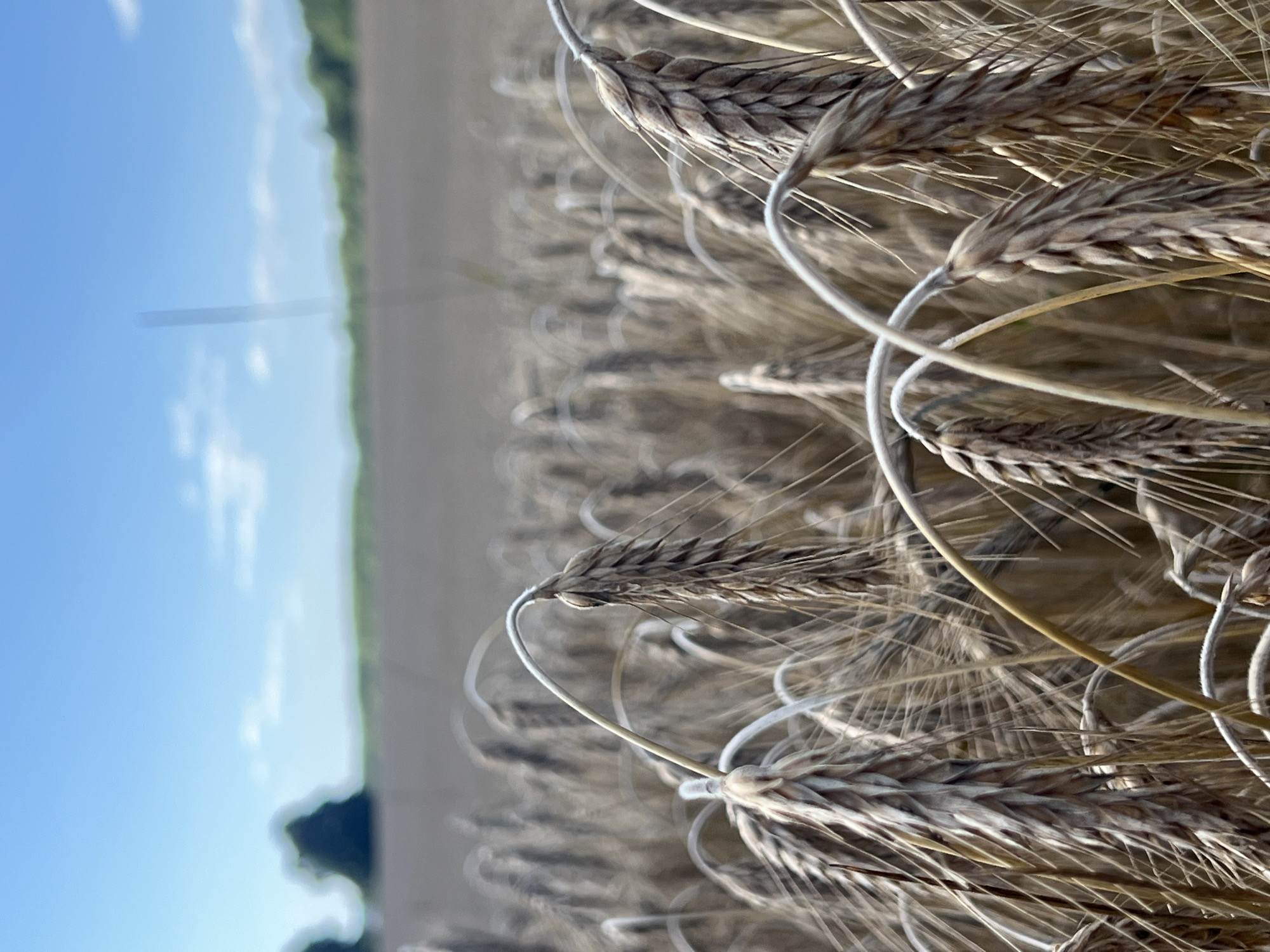 The image depicts a close-up view of a field of ripe wheat, likely in the rural area of Daulėnai, Lithuania, under a clear blue sky dotted with white clouds. The foreground is dominated by stalks of wheat, with some bending over, their heads heavy with grain. The texture of the wheat heads is detailed, showing individual grains and awns. In the midground, the wheat field stretches out, appearing slightly blurred due to the shallow depth of field. The background features a soft-focus line of trees and distant, hazy greenery. The overall impression is one of a warm, sunny day in an agricultural landscape. There are no people or animals visible in the image.