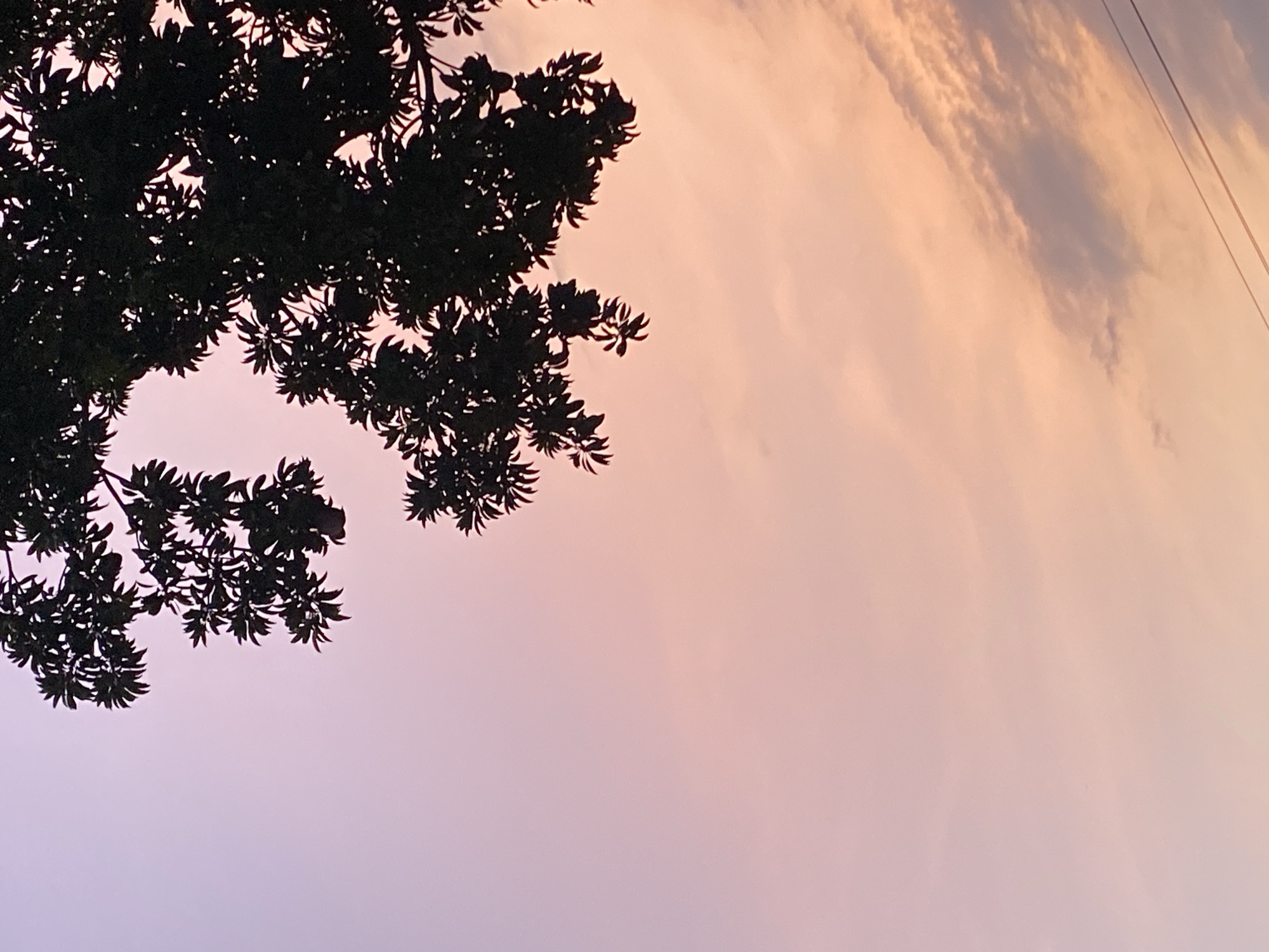 The image depicts a silhouette of tree foliage against a pastel-colored sky, likely taken near Tinaquillo, Venezuela. The sky fades from a light pink to a faint orange, suggesting either sunrise or sunset. Thin power lines are faintly visible in the upper right corner. The tree's leaves are dense and dark, obscuring most of the branches from view.