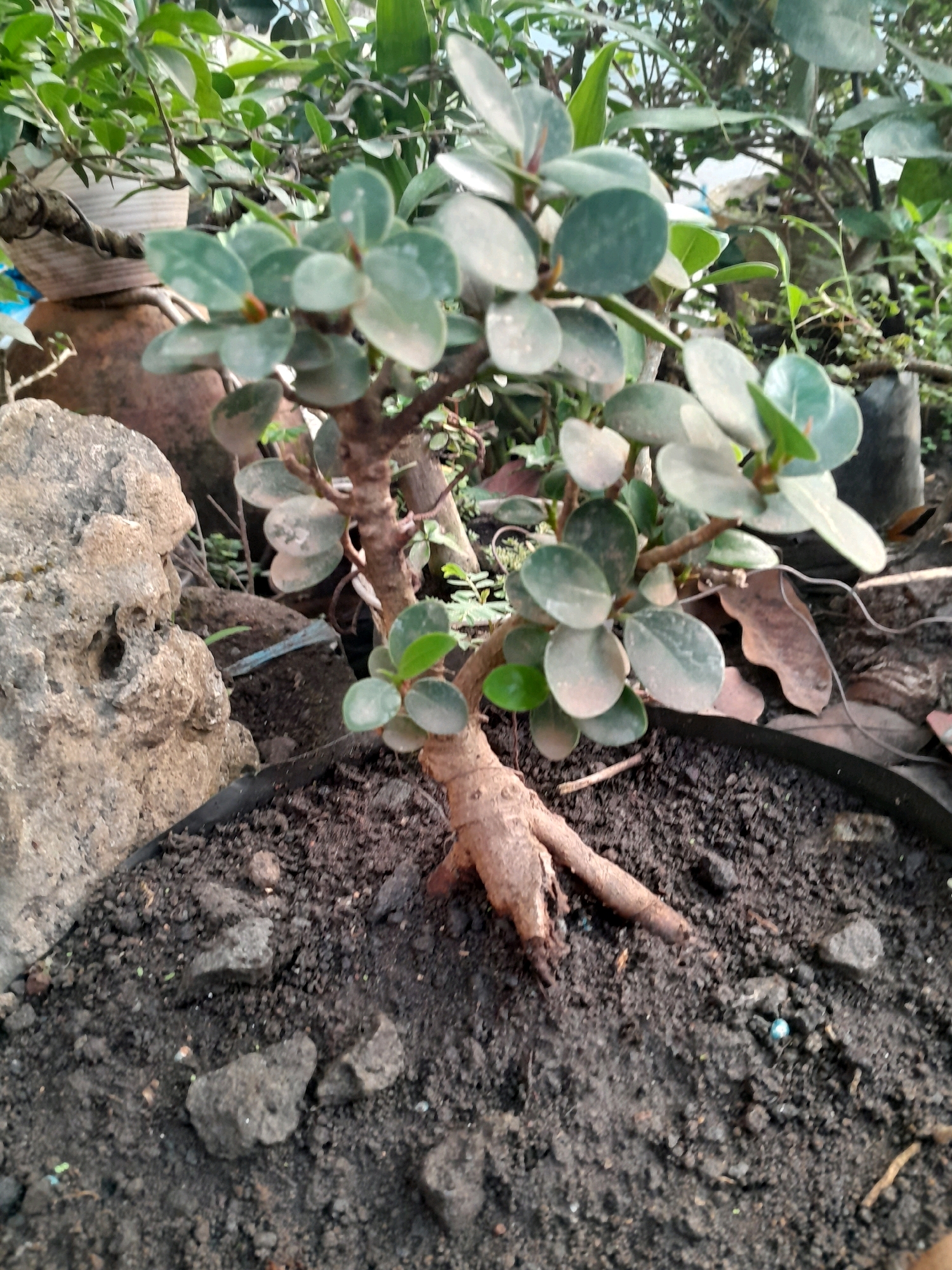A bonsai tree, with thick brown roots exposed above the soil, is planted in dark soil within a black pot. The tree has numerous small, oval, green leaves and a woody trunk. To the left of the pot is a large, rough-textured, grey rock. In the background, out of focus, are other green plants and what appears to be a large clay pot or container, and part of a woven white pot. The setting suggests an outdoor environment, potentially a garden or nursery in Glanggang, Indonesia, given the presence of common tropical foliage and rustic pottery.