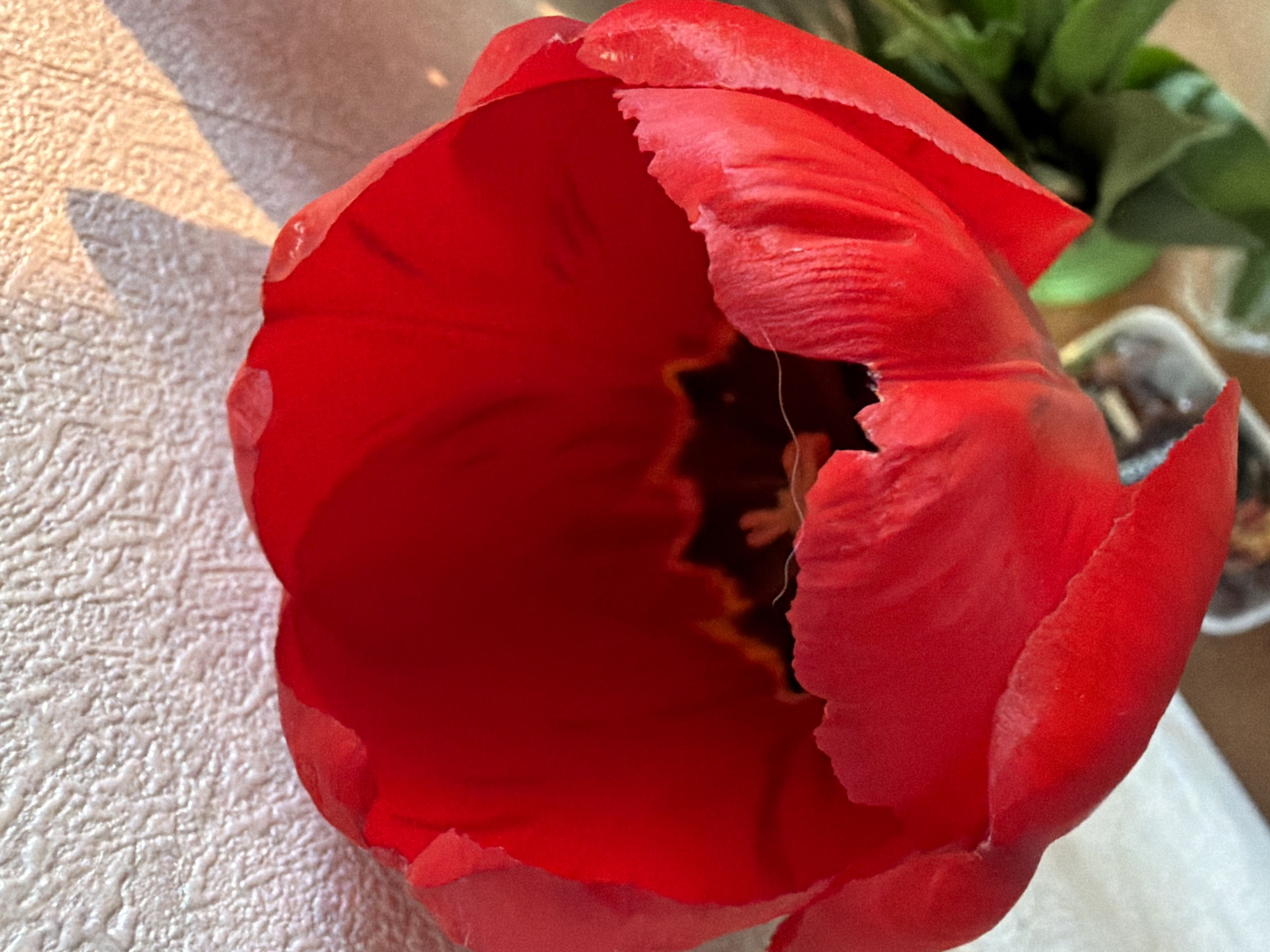 A close-up, overhead shot depicts a fully opened, vibrant red tulip. The flower's petals are slightly ruffled at the edges, revealing a dark center with the stamen visible. The tulip sits on a surface with a textured, off-white background on one side and a blurred background with greenery, possibly other plants, on the other side. The lighting suggests the presence of a light source casting a shadow onto the textured surface. There is no evidence that this photo was taken in Tokkari-Lend, Russia.