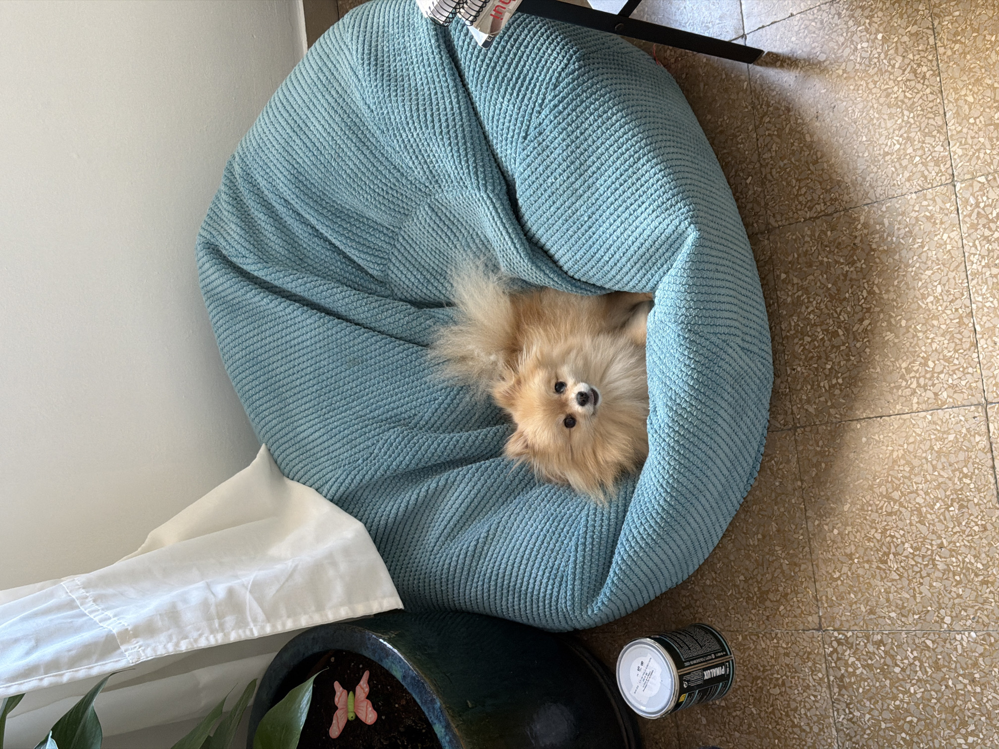 The image displays an indoor scene featuring a small, light brown Pomeranian dog resting in a blue, ribbed beanbag-style dog bed. The dog is positioned in the lower-center of the frame, looking directly forward. To the left of the dog bed, a large, dark green ceramic plant pot contains a leafy plant and a pink butterfly decoration in the soil. A white curtain partially covers a window or door behind the plant pot. On the floor, next to the plant pot and dog bed, sits a metal can with a label clearly displaying "PUMALUX VERNIZ PARA MADERA" (wood varnish) and "750 ml," indicating a Spanish product. The floor is covered with light brown and beige terrazzo tiles, a common flooring style in older residences in Spain. To the far right, a black metal leg of a small table is visible, with stacked notebooks on top. The background consists of a plain white wall. Natural light illuminates the scene, casting a shadow on the tiled floor in the lower right. The presence of the PUMALUX varnish, manufactured by Industrias Titán S.A. (based near Barcelona), and the typical terrazzo flooring strongly suggest the location is a residential interior in Barcelona, Spain.