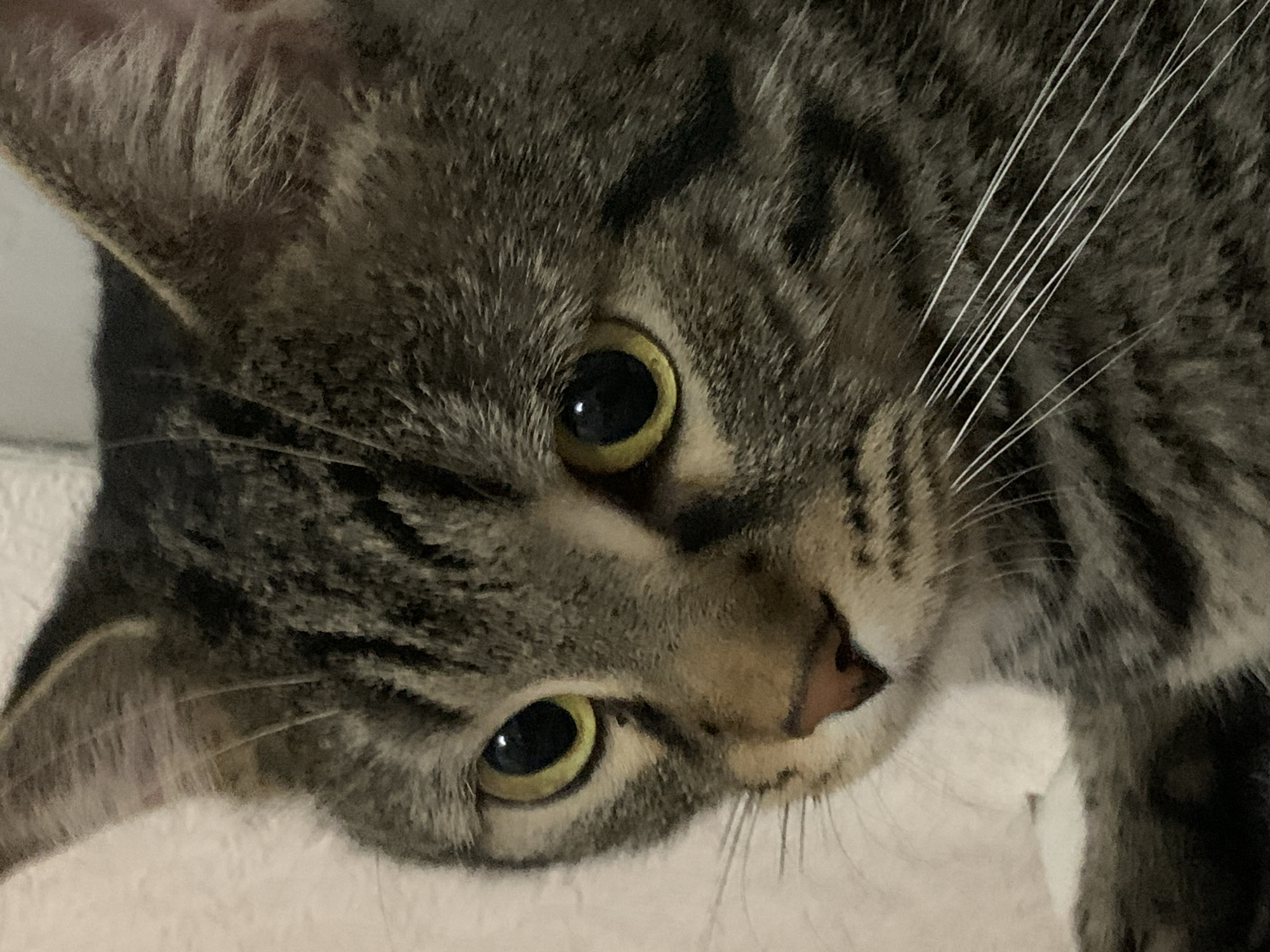 A close-up photograph depicts the face of a tabby cat with a downward gaze. The cat's eyes are a yellow-green hue with black pupils. Its fur exhibits a pattern of grey and brown stripes. White whiskers are visible on the right side of the image. The location of the image is unknown and cannot be determined. The cat's actions and interactions are nonexistent within the provided view. There are no people or other objects present in the image.