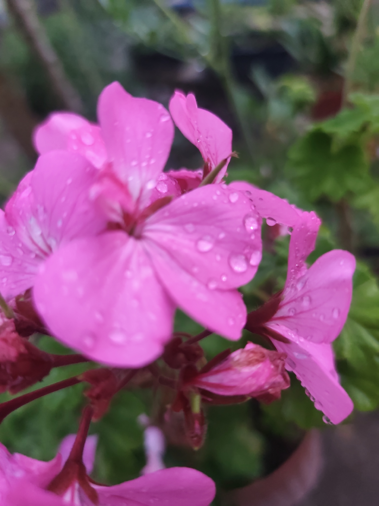 The image displays a close-up, in-focus view of several vibrant pink flowers, likely Pelargonium (geranium), covered in numerous spherical water droplets. The flowers are in various stages of bloom, with multiple open blossoms and some visible buds on dark pinkish-red stems. Petals exhibit a glossy texture due to the moisture, and some individual petals show faint white striations. The background is rendered in a soft, out-of-focus bokeh, primarily composed of blurred green foliage with a dark, indistinct area towards the lower right that suggests a plant pot or container. The lighting is diffuse and even, highlighting the water droplets. The scene is located in the city of Rosno, Bulgaria, depicting cultivated flowering plants in what appears to be an outdoor or semi-outdoor garden environment.