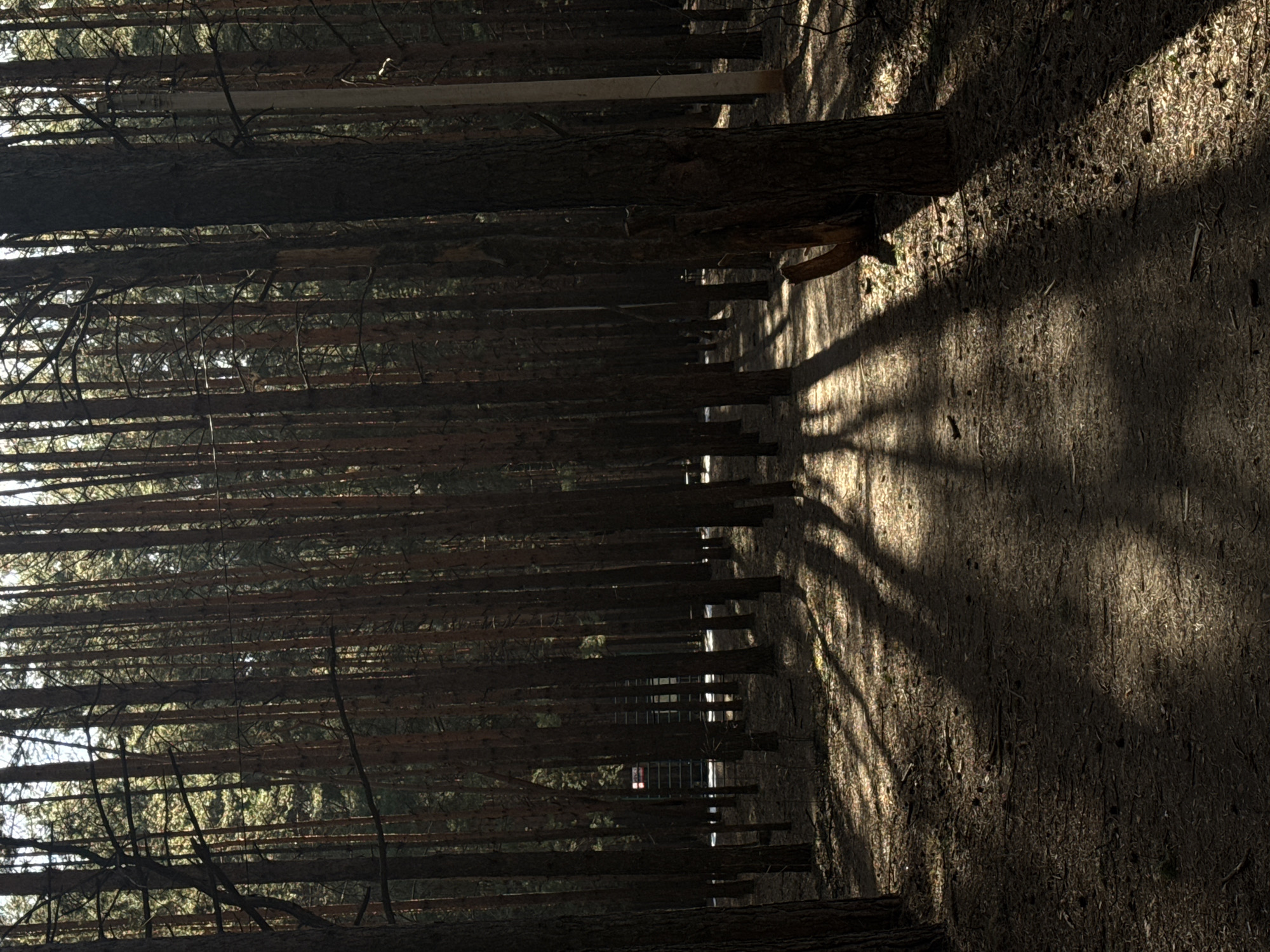 The image displays a dense pine forest, viewed as if looking along the lines of numerous, tall tree trunks. The image is oriented vertically, with the trees running almost horizontally across the frame and the ground occupying the right side. The tree trunks are dark, textured, and closely spaced, creating a strong sense of depth and a natural corridor.
On the right, a forest path or ground is visible, covered in dark earth, pine needles, and small debris. Strong, elongated shadows from the trees are cast diagonally across this ground and some trunks, indicating direct sunlight from a low angle. Bright patches of sunlight illuminate parts of the path and highlight the texture of the tree bark, contrasting sharply with the deep shadows.
No people or animals are present, and no specific activity is taking place. The scene evokes a quiet, serene atmosphere. The defined shadows suggest either early morning or late afternoon on a clear, sunny day. Through the dense arrangement of trees, glimpses of a lighter background, possibly sky or distant foliage, are visible. In closer examination, a light-colored horizontal beam or structure can be seen within the deeper parts of the forest. Further in the distance, a faint building with obscured red and lighter sections is discernible between the trees. There is no visible text. The setting is a forest in Chaikovsky, Russia.