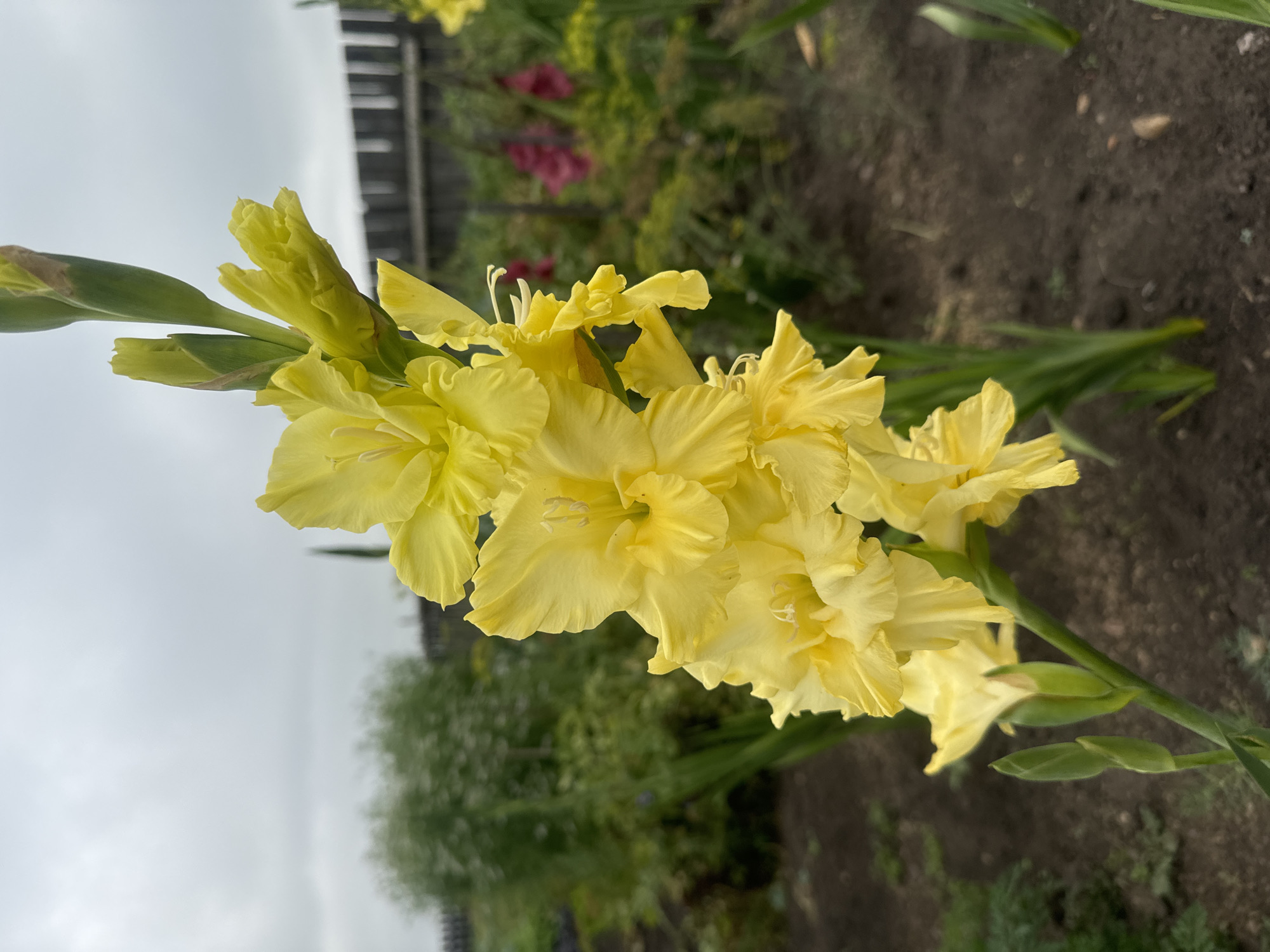 The image is a close-up, eye-level shot of a yellow gladiolus flower in bloom, set against a blurred background. The flower is the primary subject, with its vibrant yellow petals and green stem prominently featured. Several buds are visible at the top of the stem, suggesting the flower is still developing. The background depicts a garden scene with other flowers, green foliage, and a wooden fence. The sky is overcast and gray. The scene appears to be outdoors, likely in a residential garden, as indicated by the fence and cultivated plants. There are no people or animals visible in the image. The location of Maksimovshchina, Russia is not directly ascertainable from the visual content of the image, but the garden setting suggests it could be a residential area.