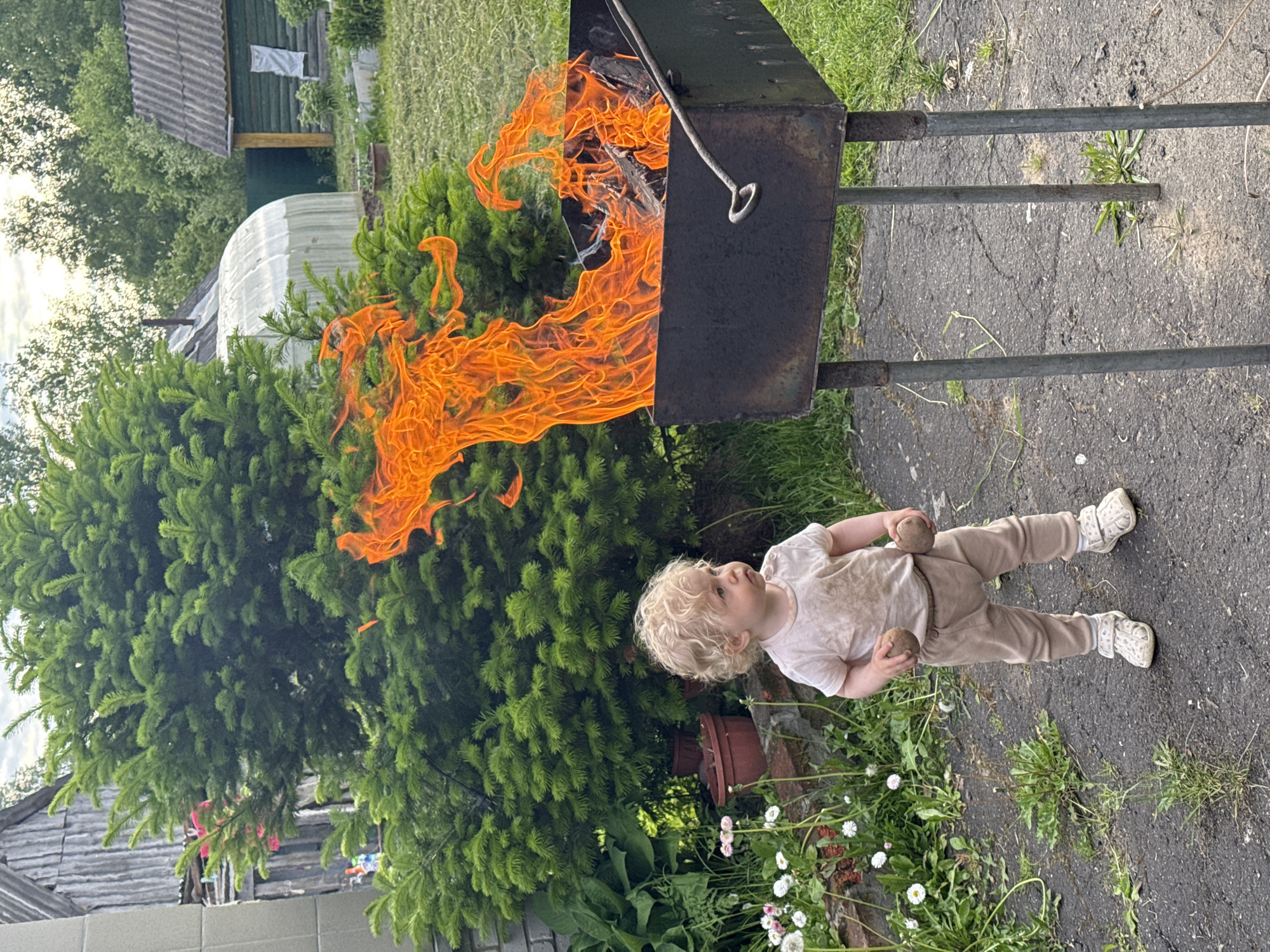 An outdoor scene, likely a backyard in Krasny Mayak, Russia, shows a young child and a burning grill under a clear sky. In the foreground, a child with short, curly blond hair, wearing a light-colored t-shirt, light pants, and white shoes, stands on a dark paved surface. The child looks up and to the left with an inquisitive expression, holding two round, brown objects, possibly potatoes or stones, in their hands.
Adjacent to the child, a black metal grill or brazier contains a large, vibrant fire with bright orange and yellow flames reaching upwards. A metal poker or tool is resting on the side of the grill. Lush evergreen trees or bushes form a dense green backdrop, partially obscuring the background.
In the mid-ground and background, several structures are visible through the foliage. These include a wooden building with a dark, corrugated roof, featuring a white object hanging on its side, and a white, translucent structure, possibly a greenhouse or shed. The paved ground beneath the child has patches of grass and small white and pink daisy-like flowers. The scene depicts a bright, clear day, possibly late afternoon. No visible text is present in the image.