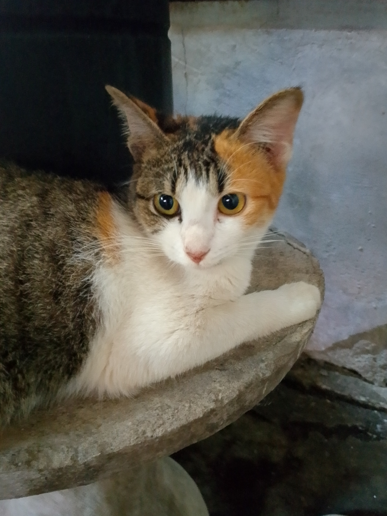 A calico cat is resting on a stone surface. The cat has patches of white, black, brown, and orange fur. Its eyes are open and looking towards the camera. The background is blurred, with a dark object on the left and a textured grey wall on the right. The setting appears to be outdoors or in a dimly lit interior space, possibly a courtyard or alleyway, which could be located in the city of Se'pon, Indonesia. The stone surface the cat is resting on is weathered and appears to be part of an old structure or piece of furniture.