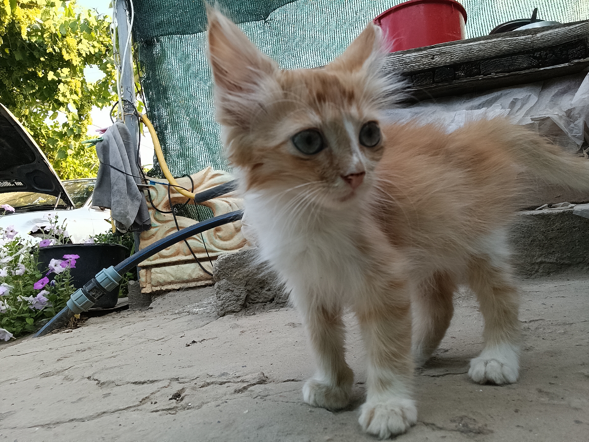 A ginger and white kitten stands on a cracked concrete surface. The kitten has large, pointed ears and blue eyes. Behind the kitten, a green mesh fence is visible, with a red bucket and wooden planks in the background. To the left, a car with its hood open, a black pot with pink and purple flowers, and a coiled black hose with a blue connector are present. The scene appears to be outdoors, possibly in a yard or alleyway. The lighting suggests it is daytime.