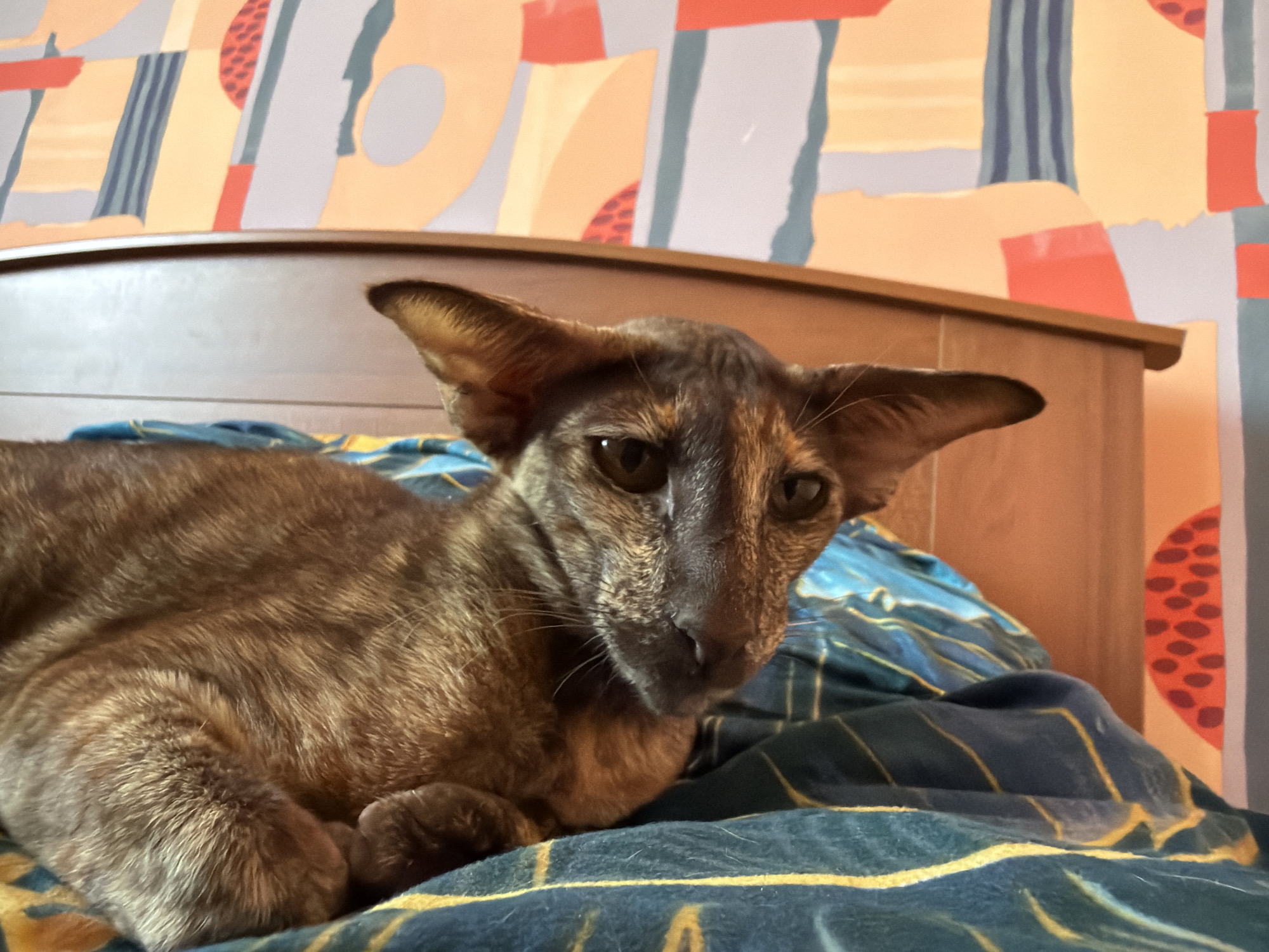 A tortoiseshell Oriental Shorthair cat rests on a blue and gold patterned blanket atop a bed. Behind the cat is a wooden headboard and a wall with abstract, geometric wallpaper. The location is Chaikovsky, Russia.