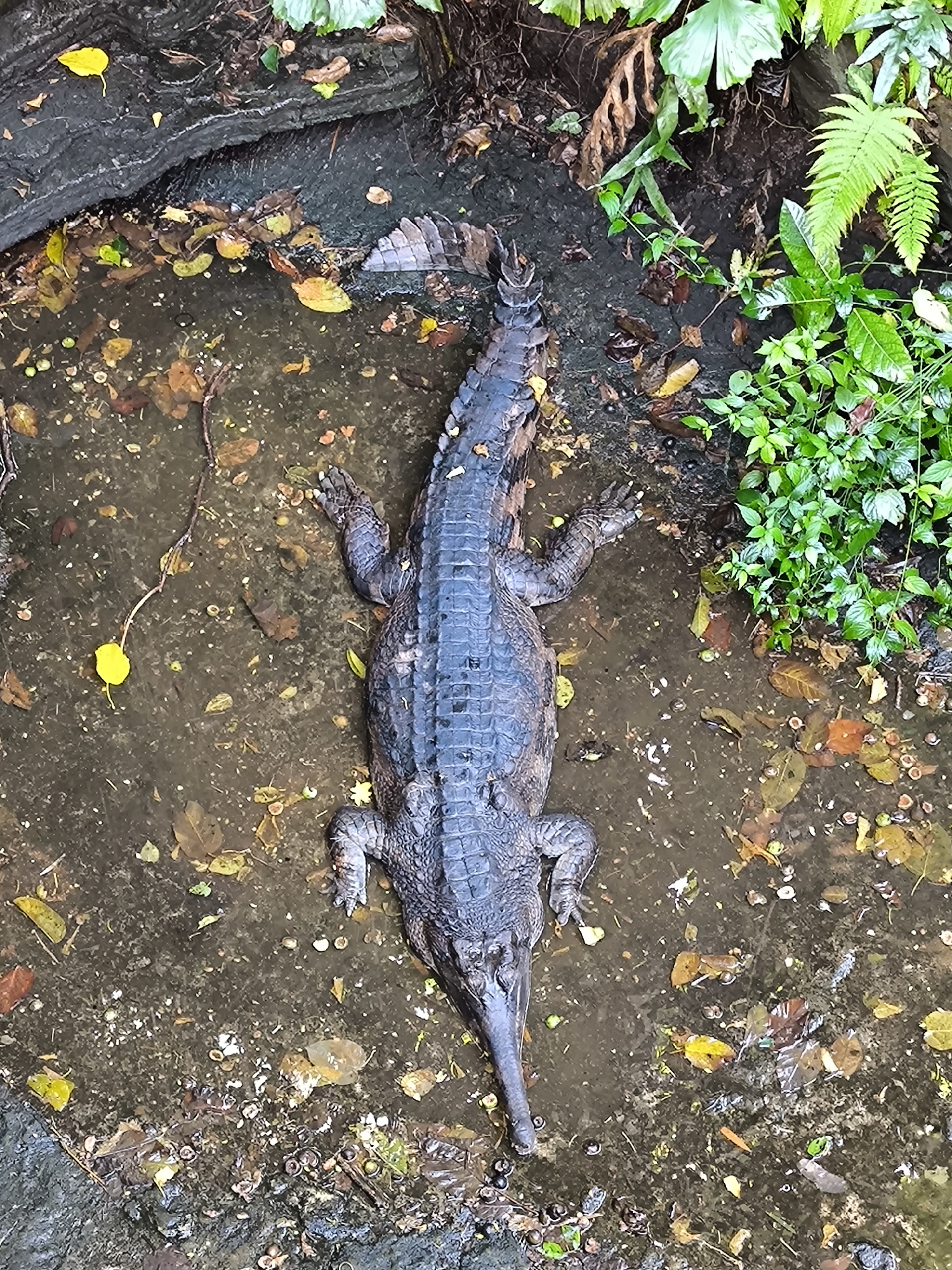 An overhead shot shows a juvenile False Gharial resting in shallow, muddy water. The reptile, with its long, narrow snout and dark, scaly hide, is positioned diagonally across the frame. Its body is partially submerged, with only its back and limbs visible above the water's surface. Scattered around the creature are fallen leaves in various shades of brown and yellow, along with small twigs and debris. The surrounding environment appears to be a naturalistic habitat, with lush green vegetation and a dark, rocky bank visible on the upper and right edges of the image. The lighting suggests an overcast day or shaded area, casting soft shadows on the scene.