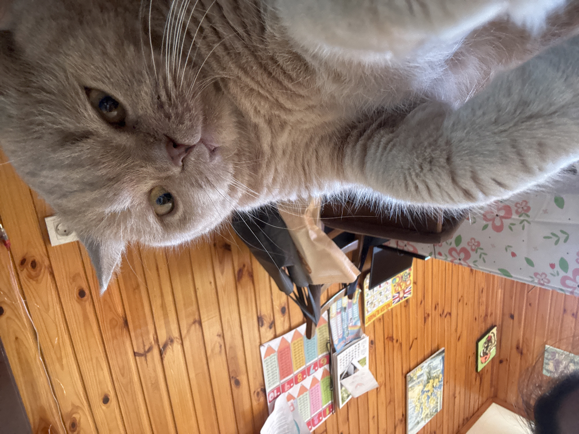 A light brown cat is lying on a patterned surface, its body stretching out of frame. The cat's face is turned towards the camera, with its eyes open and looking slightly to the side. The background consists of wooden walls with several framed pictures and posters. A dark bag is visible on a chair behind the cat. The scene appears to be indoors, in a room with wooden paneling.