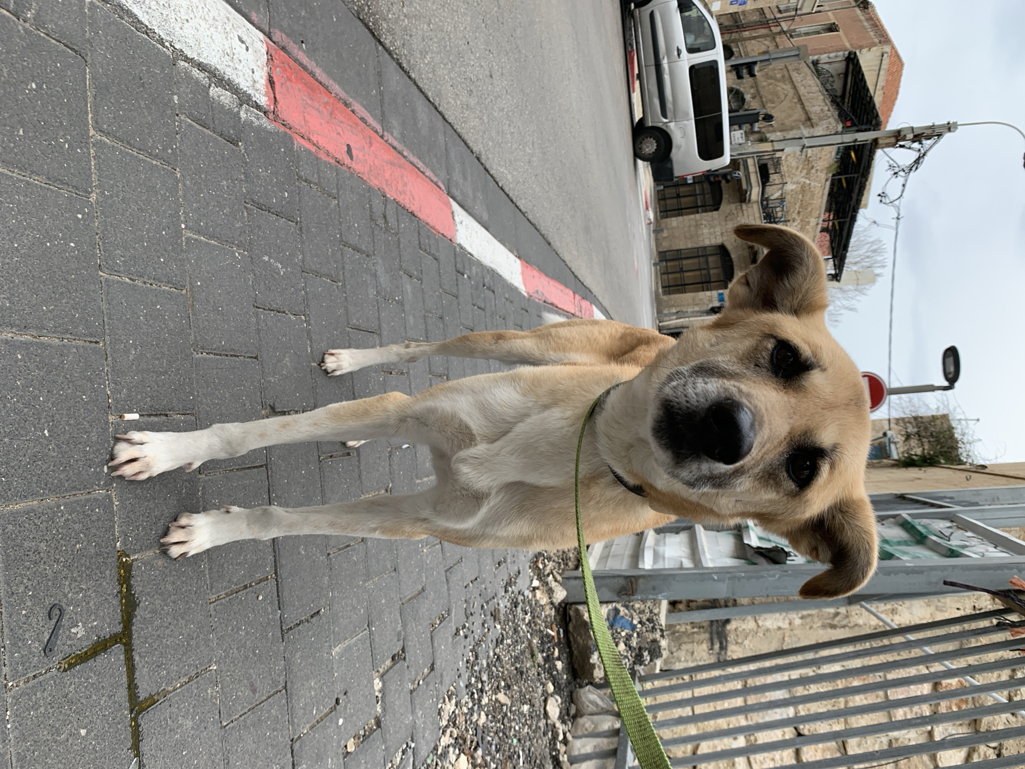 A medium-sized, light-brown dog with white paws is standing on a gray-brick sidewalk. The dog is attached to a green leash and is facing towards the camera. To the left of the dog, there is a curb painted with red and white stripes, typical of Israeli cities. Beyond the curb, there is a gray road with a white van parked on the far side. In the background are buildings, including a weathered stone structure. A street light post is also visible. The location is likely in or near Jaffa (Yafo), the historic port district of Tel Aviv, Israel, given the architecture and sidewalk features.