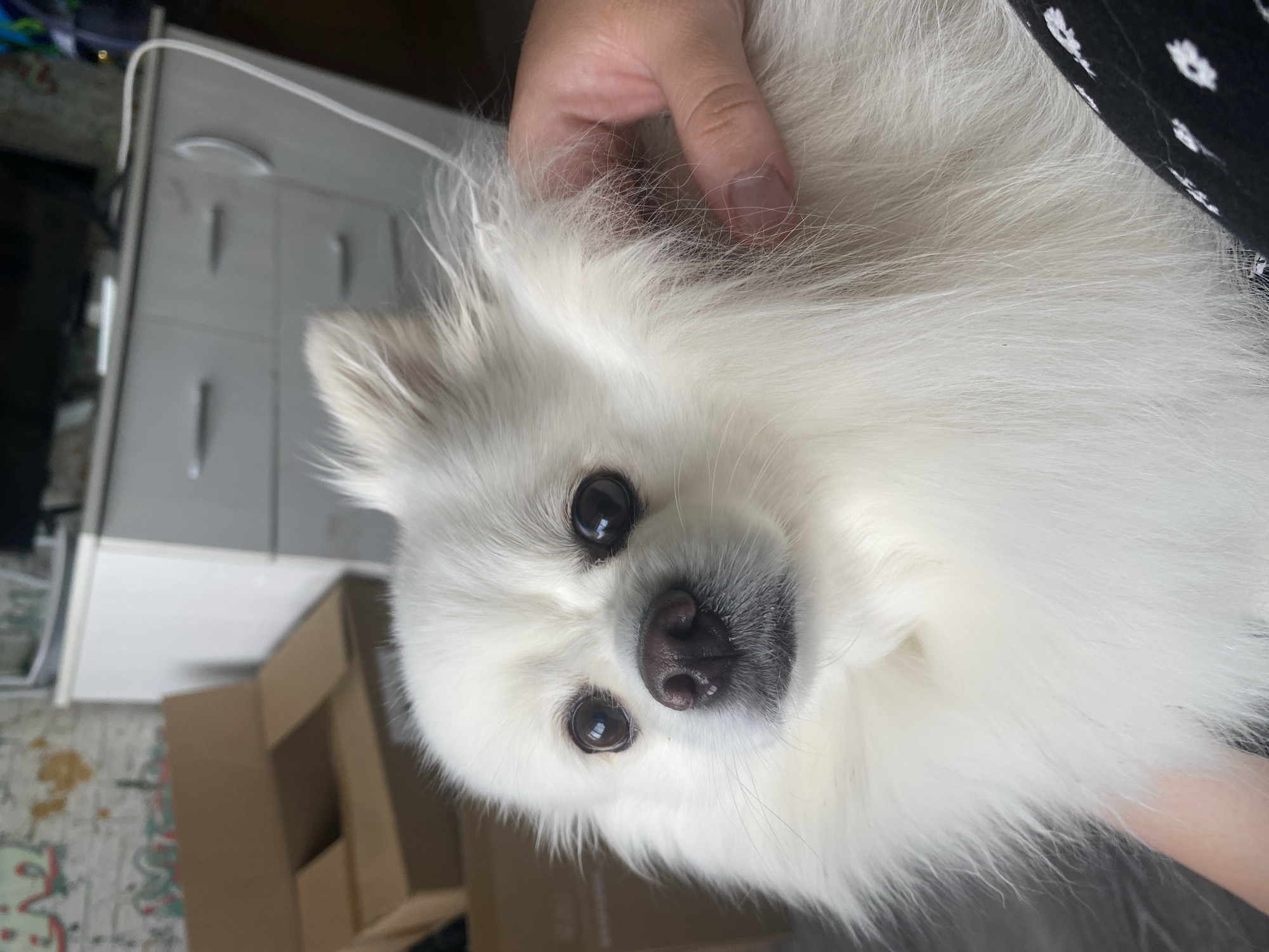 A close-up shot captures a white Pomeranian dog with dark eyes and a dark nose. The dog is being held by a person whose hand is visible, gently touching the dog's fur. The background is blurred, but hints at an indoor setting with a white dresser and cardboard boxes. This image was taken in Votkinsk, Russia.