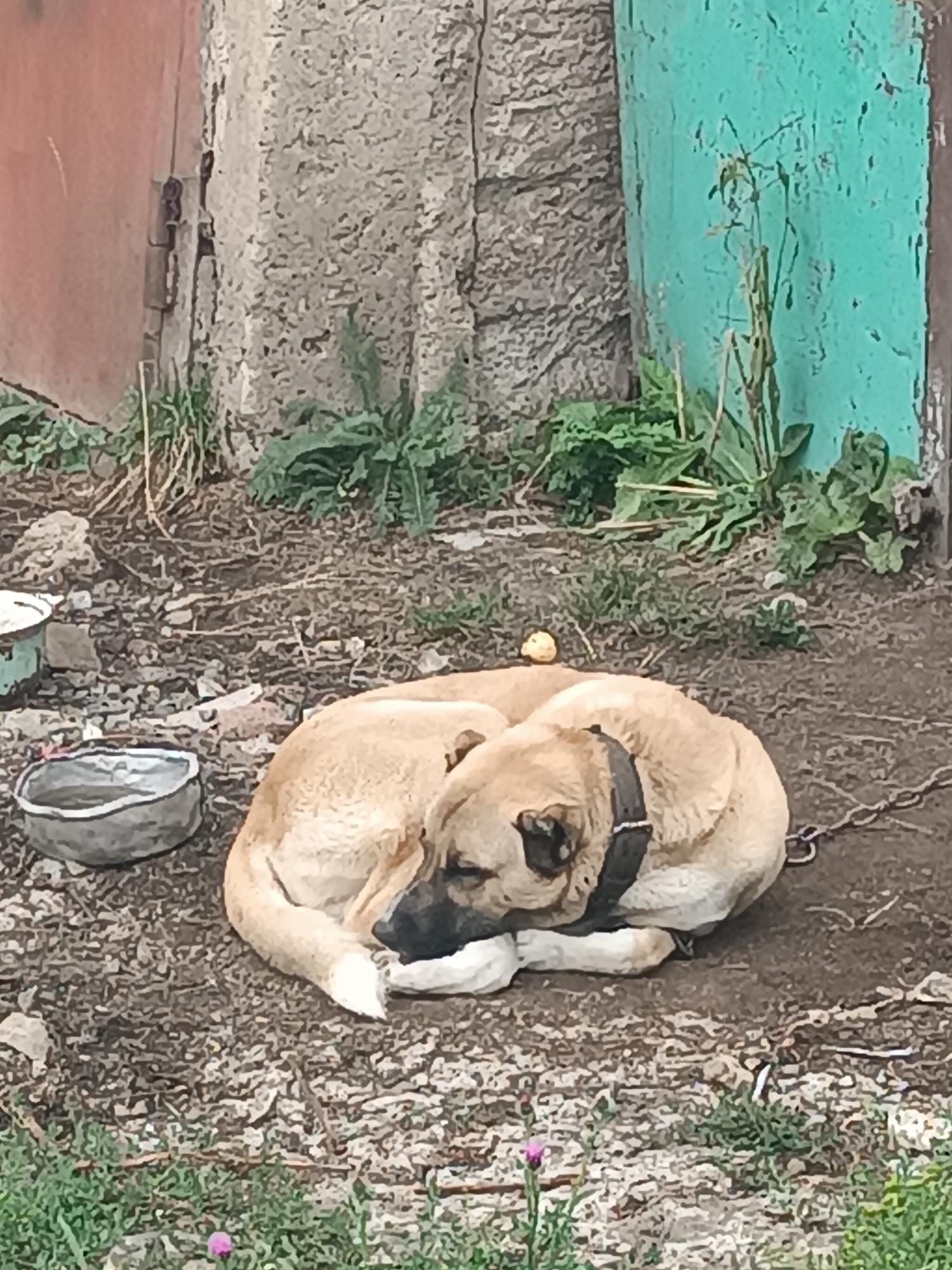 A light brown dog with a black collar sleeps curled up on the ground in Semyonovka, Armenia. The dog is resting near two metal bowls, one of which appears to be empty. In the background, there is a weathered, concrete structure and a teal-colored wooden panel leaning against it. Green foliage and sparse weeds grow around the scene. A chain is attached to the dog's collar and extends to the right.