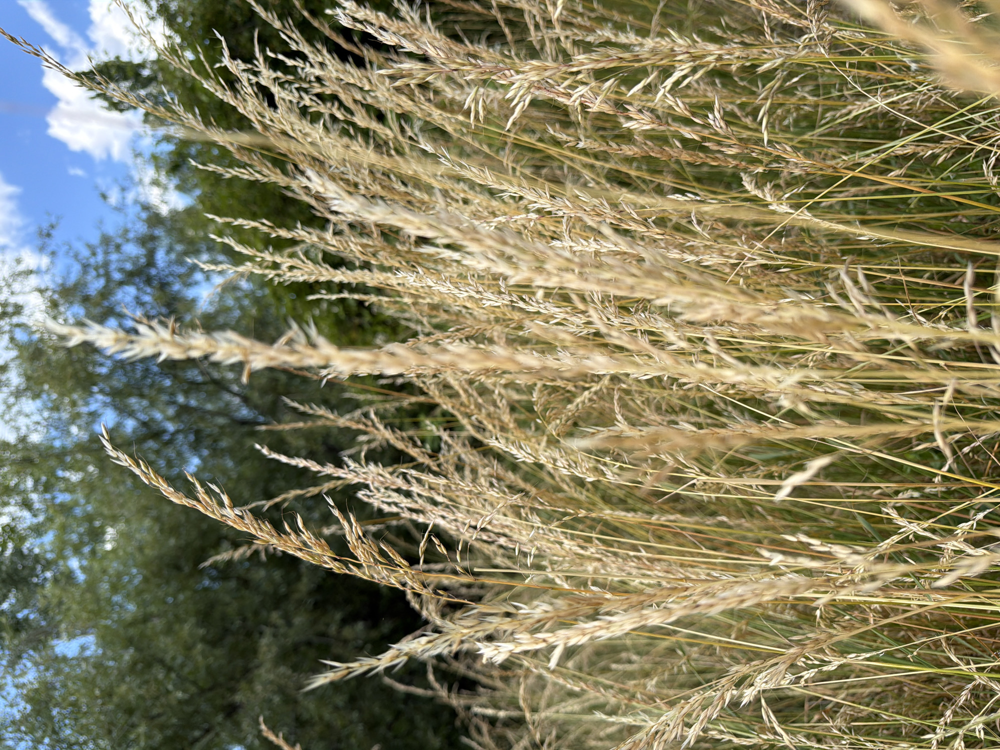 The image shows a close-up view of tall, dry grass stalks in the foreground, with their feathery seed heads reaching upwards. The grass is predominantly golden-brown and catches the sunlight. In the blurred background, green foliage of trees is visible against a bright blue sky with scattered white clouds. The scene appears to be an outdoor natural setting, possibly a park or field. The image does not contain any people or specific identifiable landmarks. Without additional context, the precise location within Sofia, Bulgaria, cannot be determined from the visual information alone.