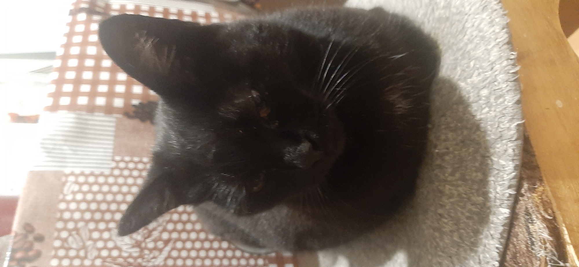 A black cat is lying down on a textured surface, possibly a rug or a cat bed. The cat is facing forward, with its head slightly lowered and its eyes partially closed. Its fur appears sleek and dark. The background consists of a patterned fabric, with squares and circular motifs in shades of brown and white. The lighting is somewhat dim, creating soft shadows. There is no visible indication of the cat's location in Yessentukskaya, Russia, nor any other environmental details that would suggest a specific city or geographic region. The image focuses solely on the cat and its immediate surroundings.