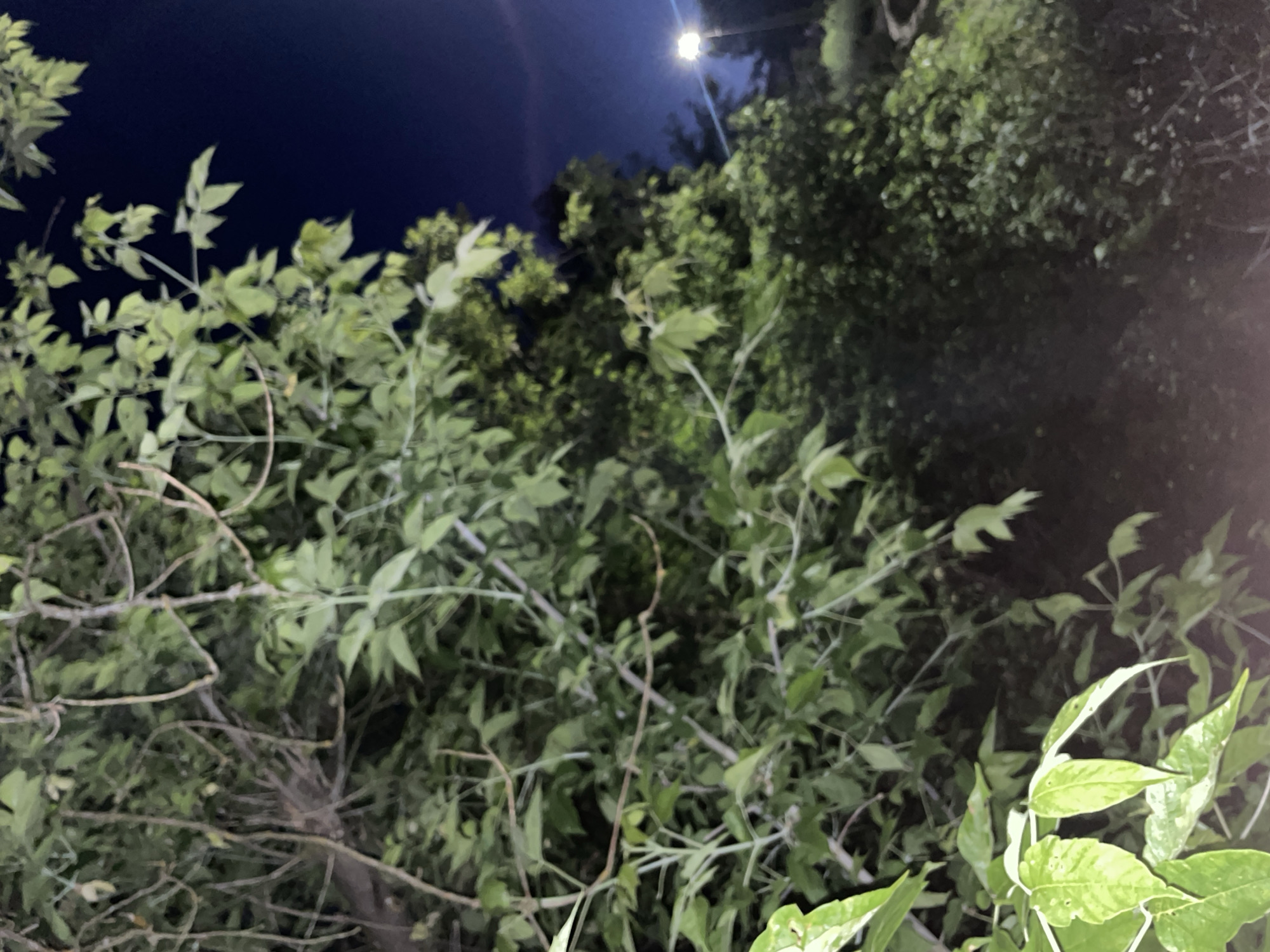 The image depicts a nighttime scene with lush green foliage in the foreground and middle ground. In the background, a streetlamp illuminates a pathway or road, suggesting an outdoor urban or suburban environment. The dark blue sky indicates it is nighttime. The location is identified as Красные Баки, Russia. The image focuses on the natural elements, with no people or specific actions captured.