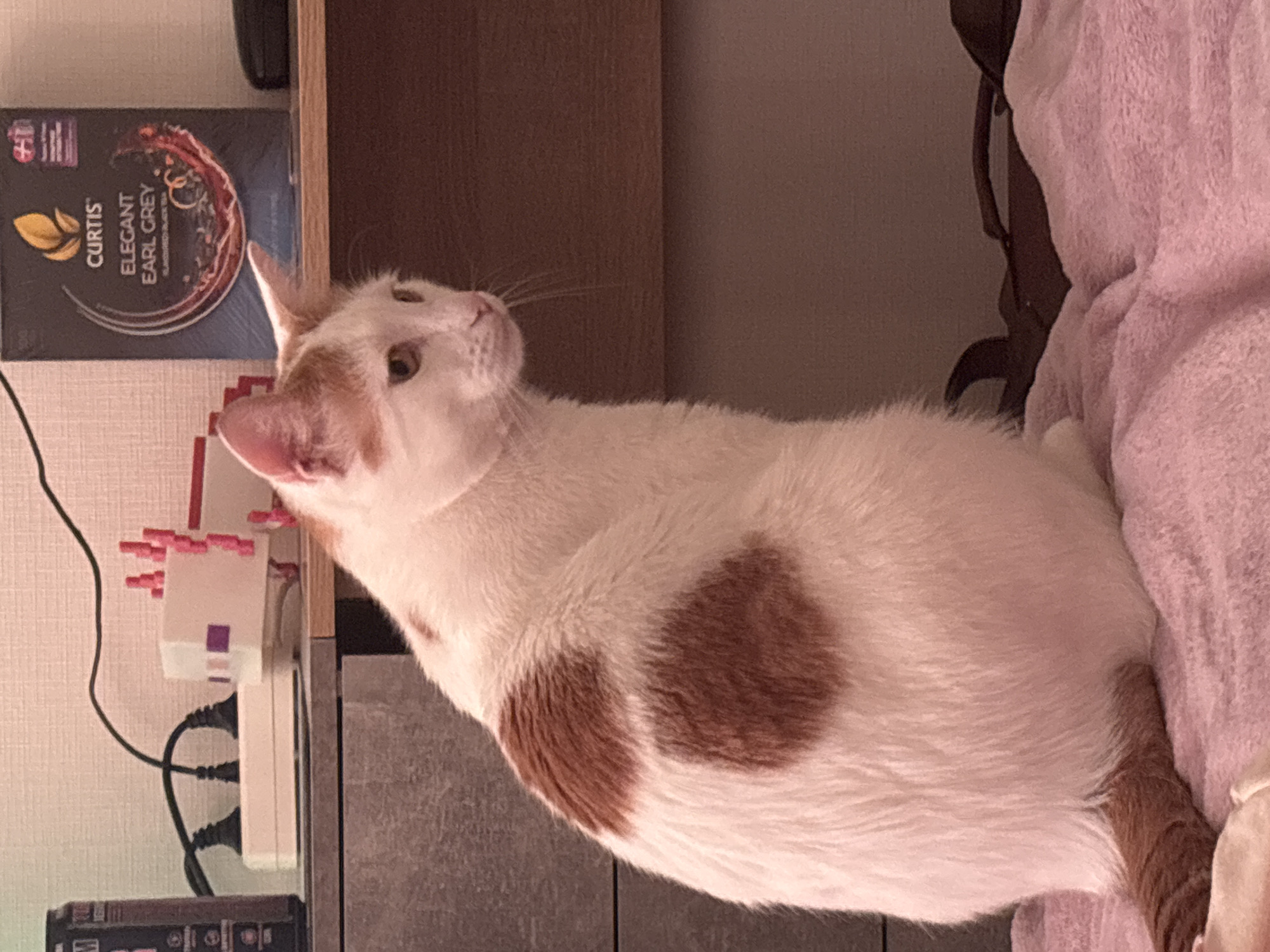 A white cat with distinct ginger and reddish-brown patches is the central subject of this indoor photograph. The cat has white fur with two prominent dark ginger spots on its left side and back, along with ginger markings on its head and tail. It is captured in an alert pose, looking upwards and slightly to the right, with its whiskers clearly visible, suggesting curiosity or observation of something out of frame.
The cat is resting on a soft, pink, fluffy textile, likely a blanket or bedding, which occupies the right side of the image. In the background, to the left of the cat, a dark brown wooden shelf is visible. On this shelf sits a box of tea, prominently displaying the brand "CURTIS" and the flavor "ELEGANT EARL GREY" in white text against a dark background, accompanied by a golden leaf emblem.
Below the shelf, against a textured white wall, a white power strip or adapter is visible with several red-tipped plugs and entangled black cables. A dark electronic device is partially seen at the bottom left. The lighting is warm and ambient, characteristic of an indoor setting, possibly during the evening or night. The scene depicts a domestic pet in a comfortable home environment, located in Sinyavino, Russia.