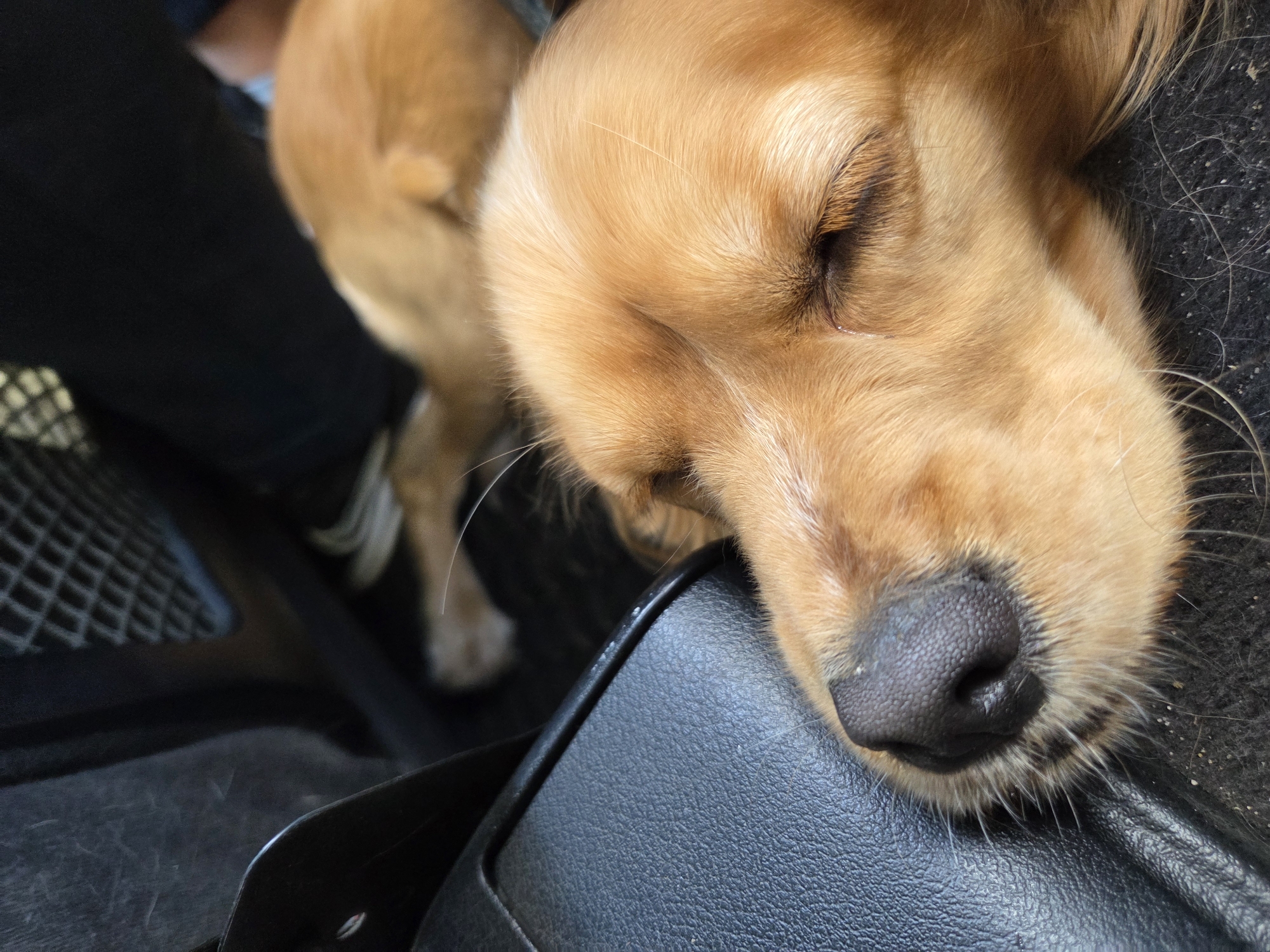 A medium-sized, golden-colored dog is sleeping in a vehicle. The dog's head rests on what appears to be a black, textured surface, possibly part of the car's interior. The dog's eyes are closed. Part of the dog's body extends toward the left side of the frame, where a person's leg and a white shoe are visible. The exact location in Nikopol, Bulgaria, cannot be determined from the image.