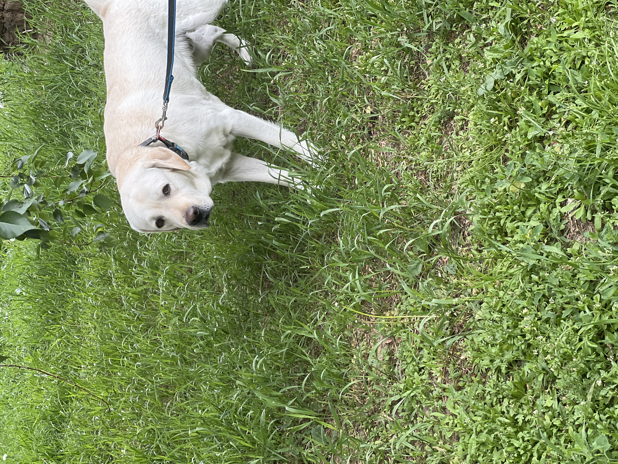 A light-colored Labrador Retriever lies on a patch of lush green grass. The dog wears a black collar with a metal tag and is attached to a blue leash. To the left, a small tree or bush with green leaves is visible. The location appears to be in a park or grassy area with sunlight. There is no immediate evidence to confirm it is Mytishchi, Russia.