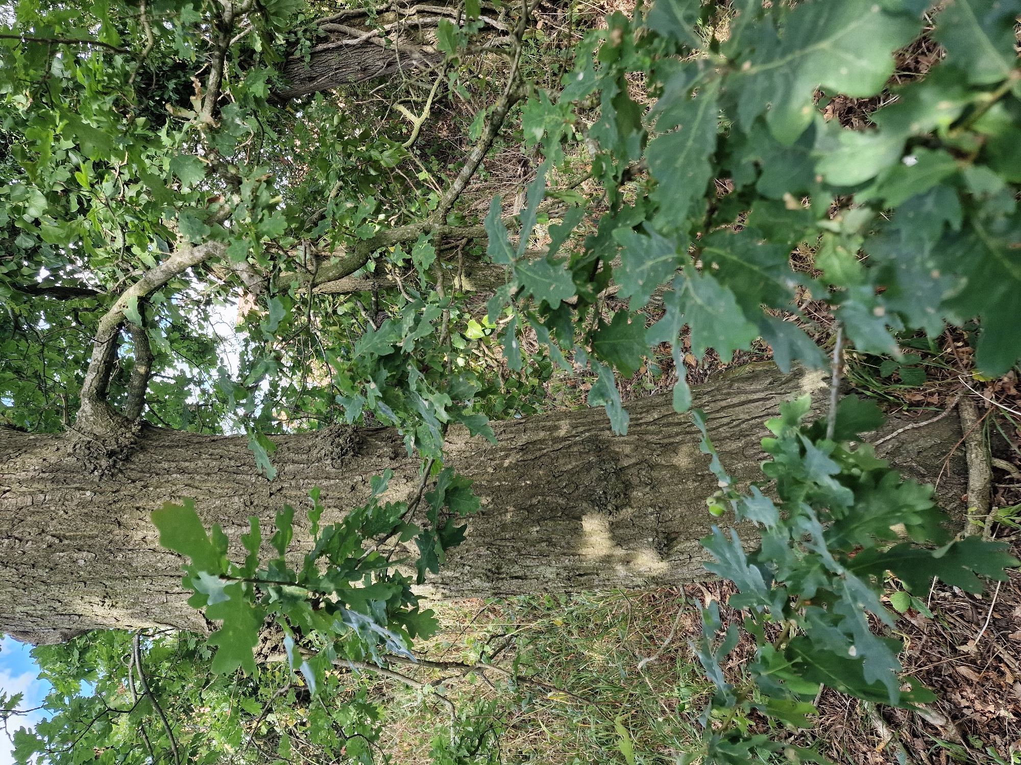 The image depicts a close-up view of the trunk and foliage of a large oak tree in a woodland or park setting. The tree trunk is textured with rough bark and is partially obscured by green oak leaves and branches in the foreground and mid-ground. Sunlight creates dappled patterns on the trunk. The background shows more trees and undergrowth, suggesting a natural environment. There are no people visible in the image. The specific location in Canterbury, United Kingdom, is not discernible from the visual information provided.