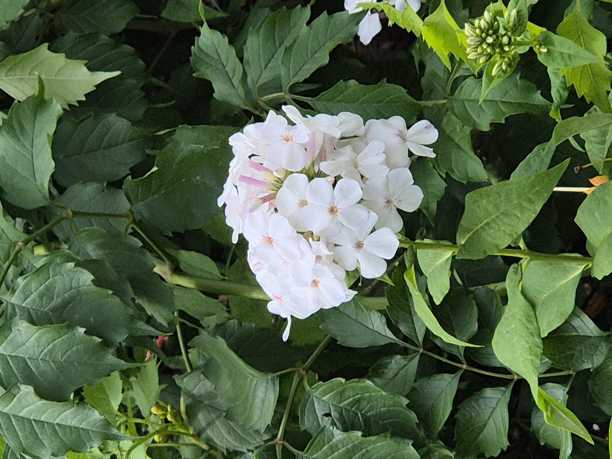 A close-up shot captures a cluster of white phlox flowers in full bloom, their delicate petals tinged with pale pink. The flowers are surrounded by lush, green foliage, with some leaves showing serrated edges. In the lower right corner, a cluster of unopened buds hints at future blooms. The background is dominated by the dense greenery, creating a naturalistic setting. This image was taken in the village of Sozonivka, Ukraine.