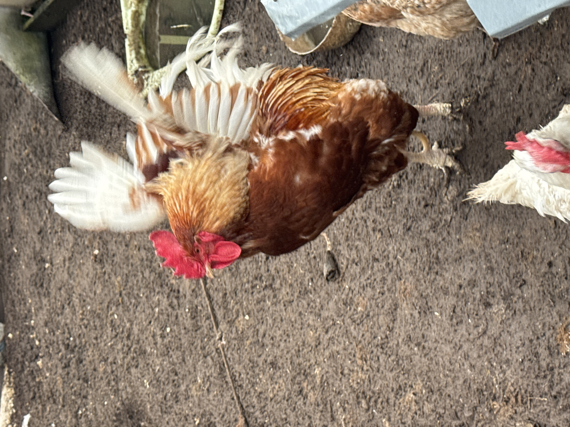 The image shows a rooster with brown and white feathers and a red comb. It is standing on dirt or soil. The location is not discernible from the image. There is no information available to suggest this is in the city of Chaikovsky, Russia.
