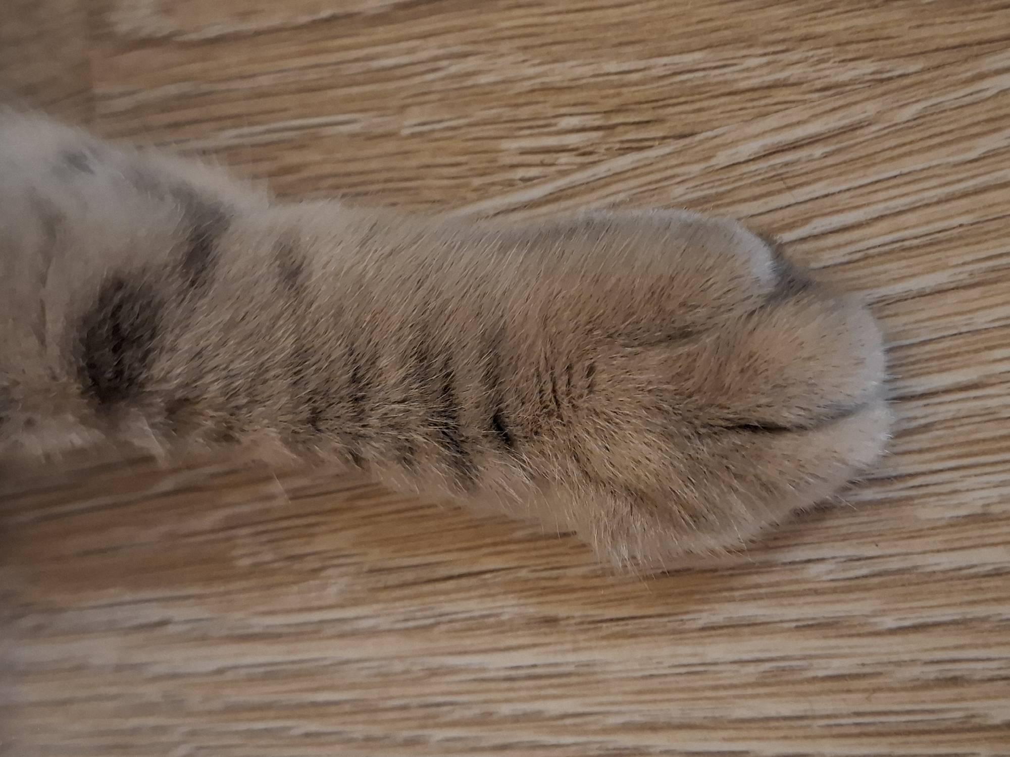 A close-up shot shows a cat's paw resting on a wooden floor. The paw is covered in soft, light brown fur with darker tabby stripes visible. The individual toes and pads of the paw are discernible. The wooden floor has a natural grain pattern with vertical lines. There is no indication of the location being in Zemun Urban Municipality, Serbia.