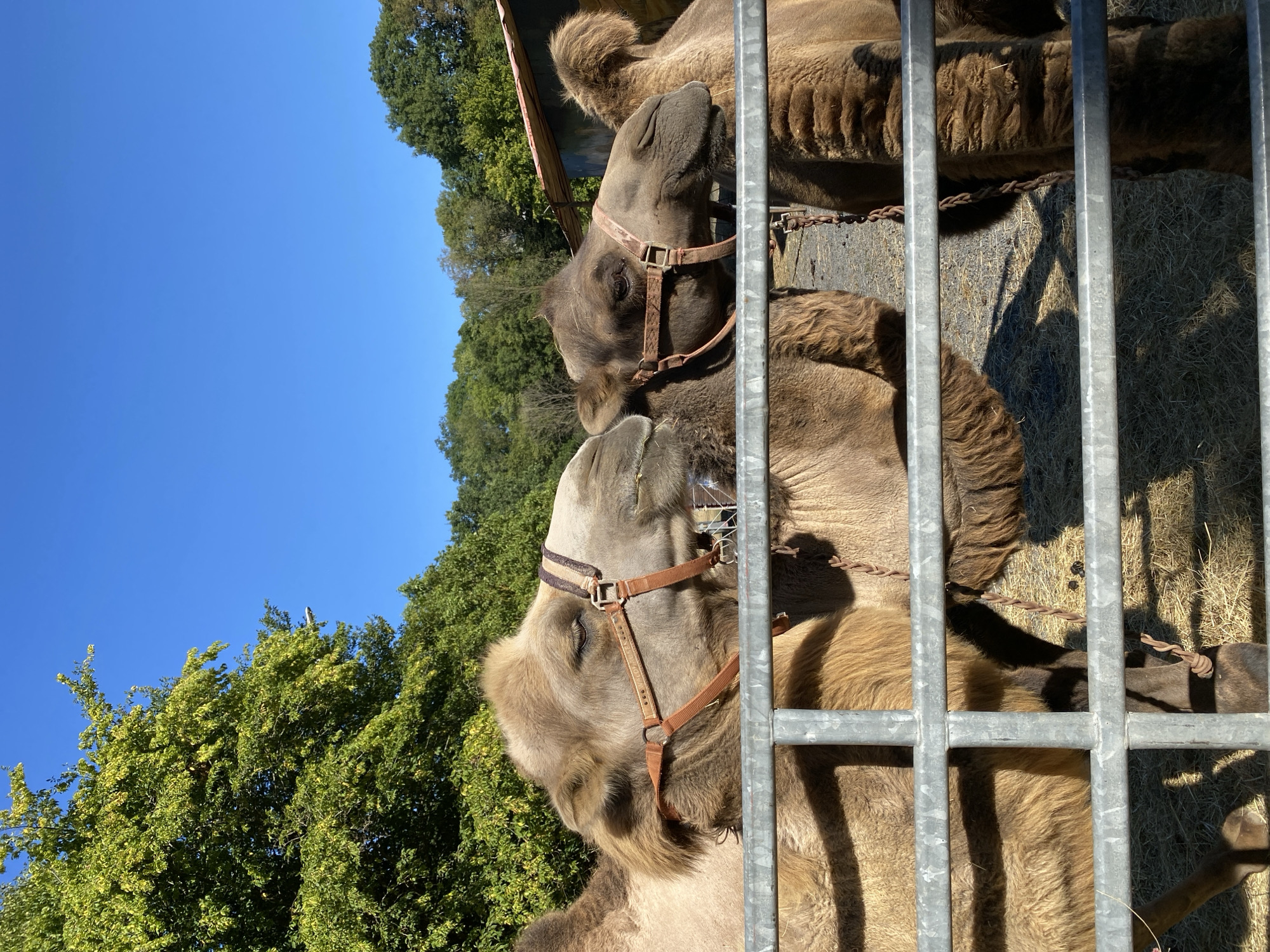 The image shows two camels behind a metal fence. The camels are a light brown and dark brown color. They are wearing halters. In the background, there are trees and a building. The sky is blue and clear. The scene appears to be an outdoor enclosure, possibly at a zoo or farm.