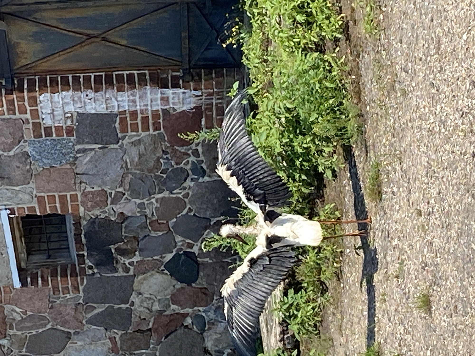 A white stork with wings spread stands in front of a stone and brick building. The stork has black and white feathers and long orange legs. The building has a rustic appearance, with a window covered by metal bars and a large, dark metal door. Green foliage surrounds the stork and the building. The ground is covered in gravel and dirt. The image appears to be taken on a sunny day. The location is stated to be in the village of Volchyn, Volchinski Sel'sovet, in Belarus.
