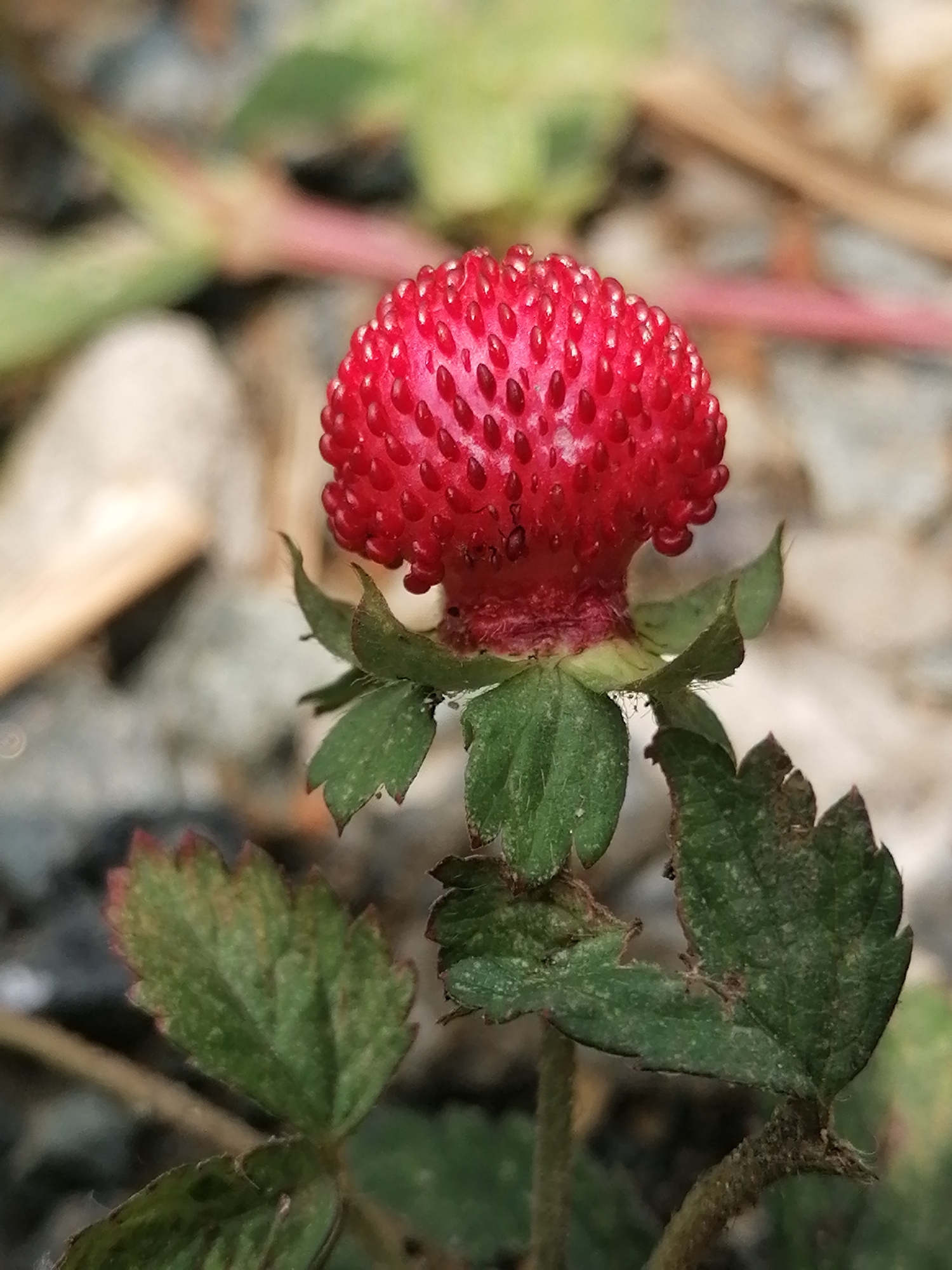 A close-up photograph shows a Mock Strawberry (Potentilla indica), or Indian Strawberry, against a blurred background of rocks, gravel, and foliage. The bright red, bulbous fruit is the prominent subject, featuring numerous small, seed-like achenes on its surface. The fruit is positioned atop a ring of five green sepals or bracts, which appear to be slightly hairy. Several trifoliate leaves are visible; their edges are red tinged, indicating the plant is in a disturbed environment. The stem of the plant is thin and slightly hairy. The photograph's focus is sharp on the strawberry, with the foreground and background blurred, directing the viewer's attention to the plant. Based on the foliage, gravel and rocks, this image was likely taken in a natural environment. Sa Pa Ward, Vietnam is known for its natural landscapes, suggesting the photo may have been taken there.