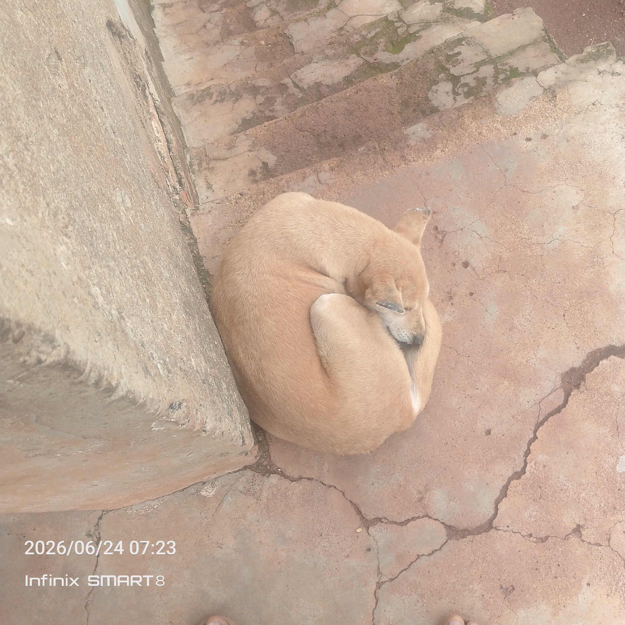 An overhead shot shows a light brown dog curled up asleep on a cracked, concrete surface next to a concrete step. The dog is resting on its right side, with its head tucked into its body. Its tail is wrapped around its body. The concrete surface is textured and appears weathered. In the upper right of the image, there are several concrete steps with dirt and some green moss in the cracks. A stone or concrete structure is to the left of the dog, and its textured surface is visible. The date and time stamp "2026/06/24 07:23" and "Infinix SMART 8" are superimposed on the bottom left of the image.