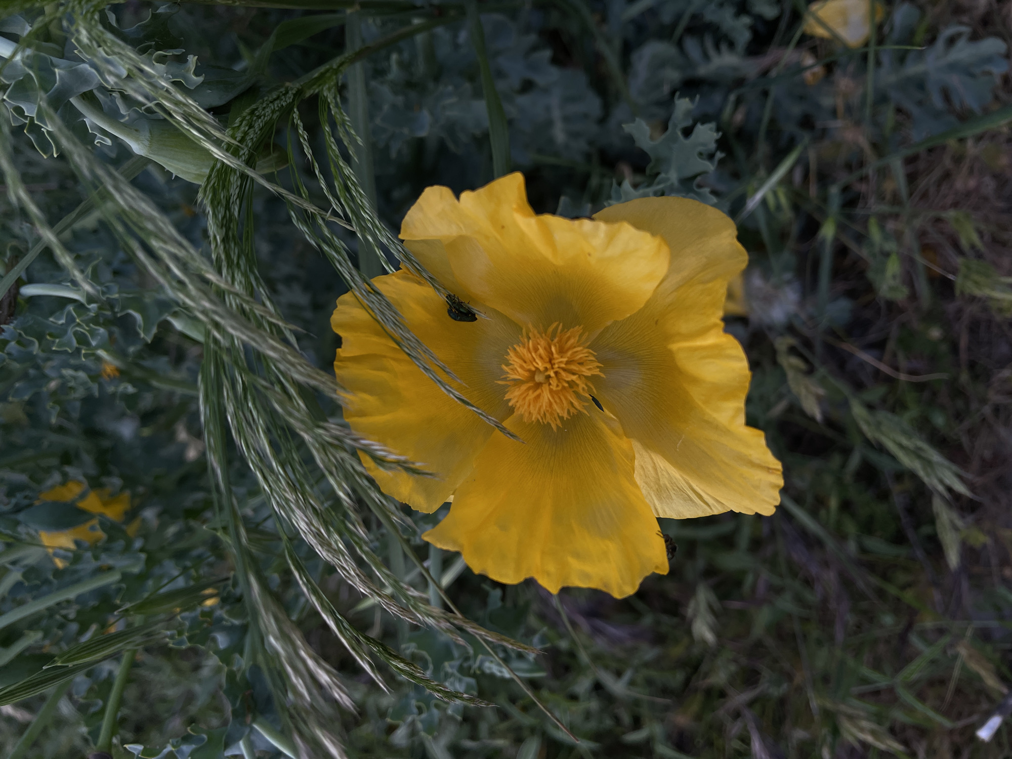 A ground-level close-up captures a bright yellow flower, likely a poppy, nestled amidst greenery and grass. The flower, in full bloom, is the focal point, with a prominent central stamen. A small black insect is visible on one of the petals. The surrounding foliage, including blades of grass and broader leaves, creates a natural setting. The scene is bathed in natural light, highlighting the flower's vibrant color. While location-specific details are absent from the visual data, the setting suggests a wild or lightly cultivated area, not a formal garden.