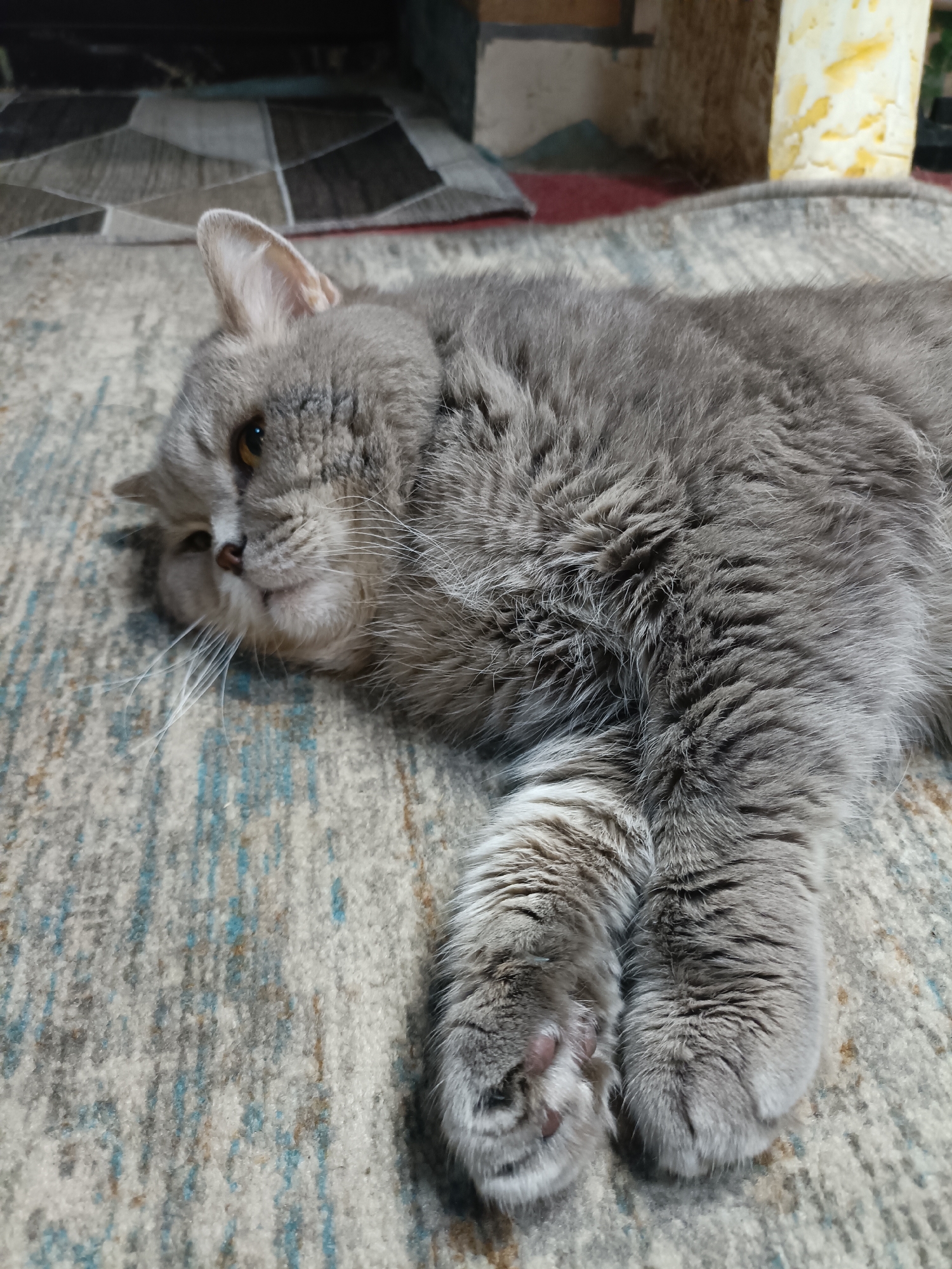 A gray cat is lying on a patterned rug. The cat is in focus and occupies the majority of the frame, resting on its side with its head turned towards the camera. Its eyes are open, and its whiskers are fanned out. The rug has a muted color palette with a geometric pattern in shades of beige, blue, and gray. In the background, out of focus, are some indistinct objects, possibly furniture or part of a room's decor, and a wall with a textured finish. The scene appears to be indoors, in a domestic setting. There is no indication of the cat's location within the city of Bataysk, Russia, as the image provides no geographical context.