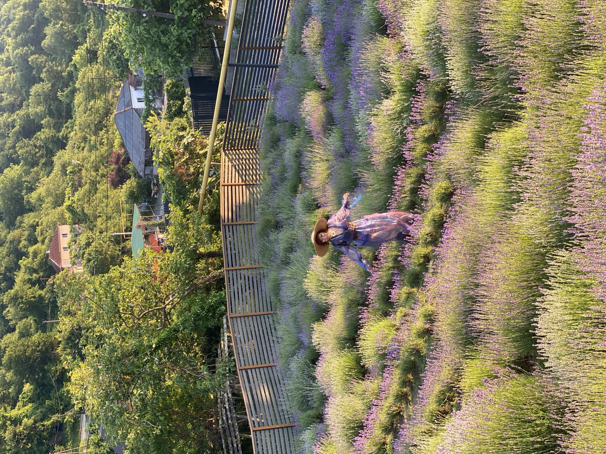 An individual wearing a wide-brimmed hat and a flowing purple and pink garment stands in a field of lavender in Verkhneye Uchdere, Russia. The field, with its rows of purple lavender plants, covers a sloping hillside. Beyond the field, a wooden fence separates it from a residential area. In the background, houses with tiled roofs are nestled amongst lush green trees on a sun-drenched hillside, indicative of a warm day. The scene appears to be captured during the golden hour, with the low-angled sunlight casting long shadows and illuminating the lavender.