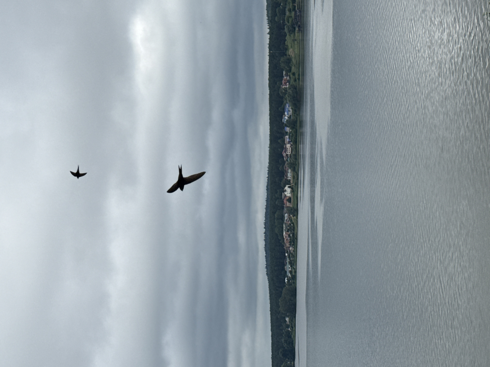 Two swallows are flying over a calm lake. The sky is overcast with gray clouds. In the distance, across the lake, is a shoreline with a line of trees and a small settlement of houses. The lake is wide and its surface is rippled. The scene appears to be set in Votkinsk, Russia, possibly during late spring or summer, given the presence of lush greenery and the activity of the birds. The overall mood is serene and somewhat melancholic due to the cloudy weather.