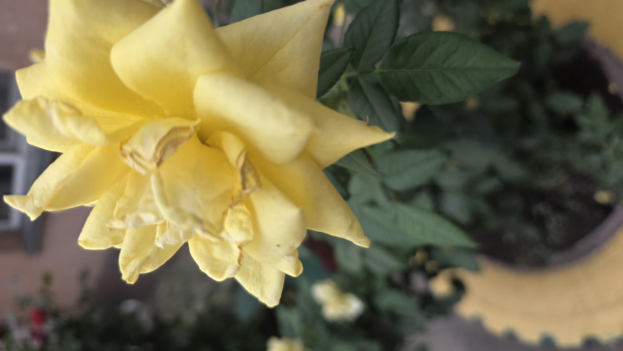 A close-up, side-view, eye-level shot features a bright yellow rose in bloom, positioned on the right side of the frame. The rose's petals are layered and slightly unfurled, with some showing signs of wilting at the edges. The flower is captured with a shallow depth of field, causing the background to be softly blurred.
The background reveals a garden setting with dark green foliage and leaves of other plants. Towards the left and slightly out of focus, hints of other flowers or rose buds are visible, one appearing red and others lighter in color. A yellow decorative border, possibly from a planter or flowerbed, is visible in the lower left quadrant. The overall impression is that of a serene, natural scene, likely in a domestic garden.
While the image depicts a garden scene, there is no specific information or visual cue within the image that allows for the determination of its location within Tokmok City, Kyrgyzstan. The scene is generic to many garden environments.