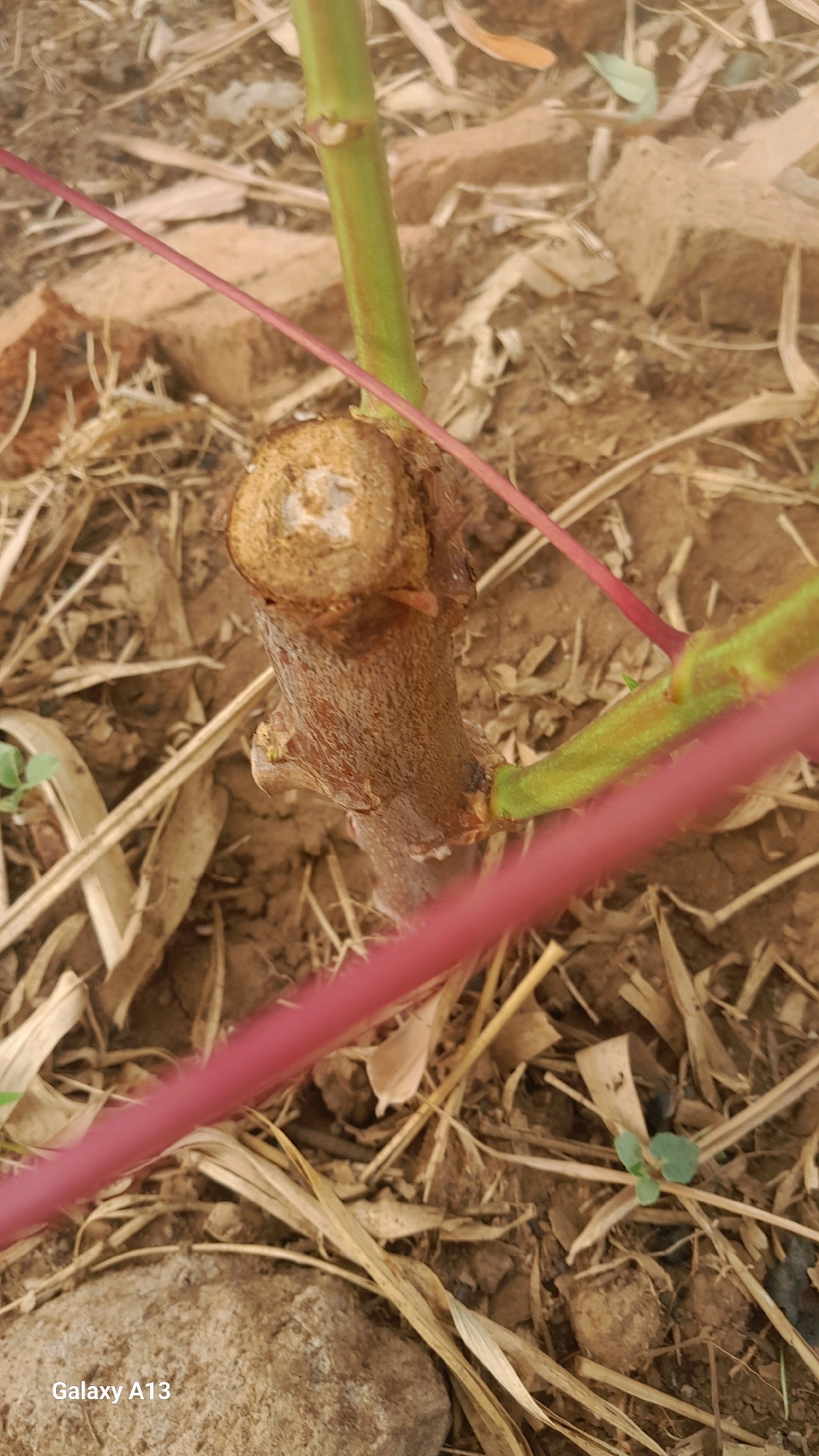 A close-up, high-angle, full shot captures a cut plant stem on dry, dirt ground. The cut end of the main stem is circular with a light brown woody texture and a lighter colored core, approximately 2 inches in diameter. A smaller, green stem emerges from the left side of the main stem, pointing upwards. Two thin, magenta-colored rods run diagonally across the frame, one from the top left to the bottom right and another partially obscured at the bottom. The ground is covered in dry leaves and twigs, with a few small green sprouts visible. In the bottom left corner, the text "Galaxy A13" is visible, indicating the device used to capture the image. The environment appears to be outdoors with dry, earthy soil and debris. There are no people or animals present in the image.
