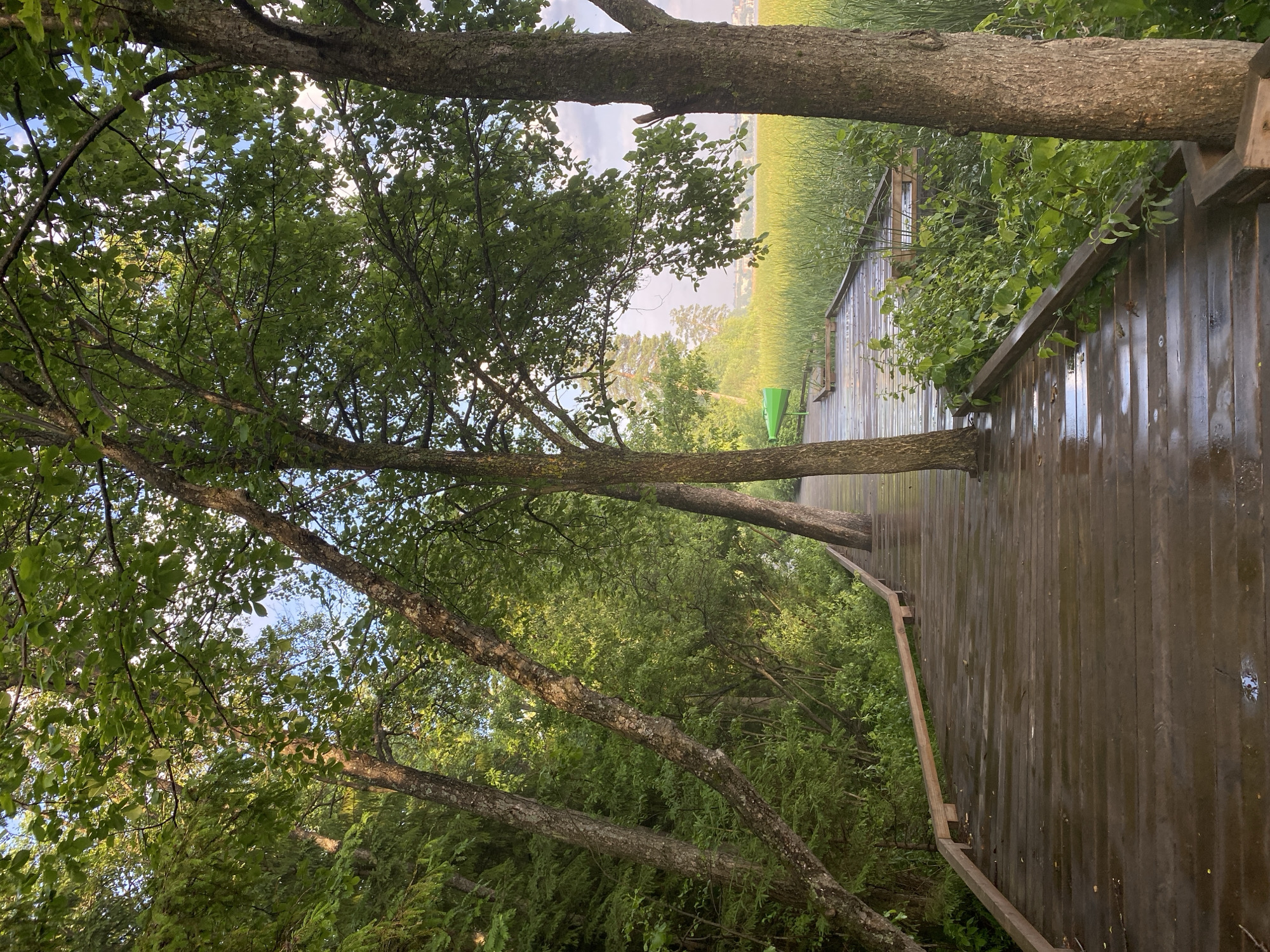 This is a full-shot, eye-level, vertical photograph of a wooden boardwalk winding through a lush, green environment. The boardwalk is wet, reflecting the dappled sunlight filtering through the dense canopy of trees. These trees, with their rough bark and vibrant green leaves, flank the path on both sides, creating a sense of enclosure. The boardwalk appears to lead towards an open area with tall, reedy grass, suggesting proximity to water, possibly a lake or river. In the distance, a hazy cityscape is visible under a partly cloudy sky. There is a bright green object, possibly a bench or a piece of equipment, visible on the boardwalk to the left. The overall impression is one of a serene, natural setting on a slightly overcast day. This scene is located in the city of Votkinsk, Russia.