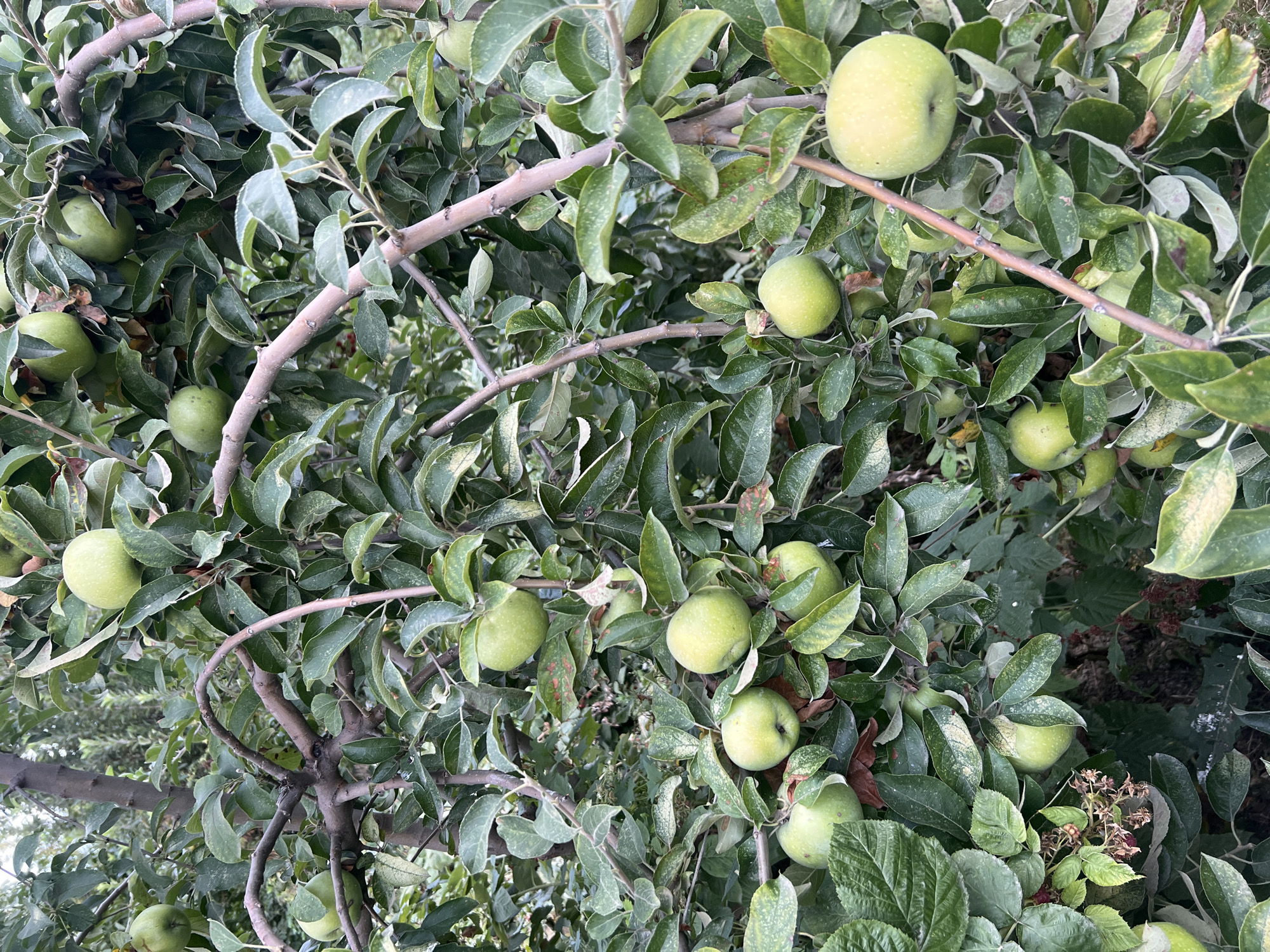 A close-up, eye-level shot captures an apple tree laden with numerous green apples, suggesting an orchard or a residential garden in Ak-Suu, Kyrgyzstan. The apples, in various stages of ripeness, are nestled among dense green foliage and sturdy branches. The leaves exhibit a healthy green color, some showing signs of minor discoloration or spotting. The lighting suggests it is daytime, with natural light filtering through the canopy, creating a slightly dappled effect on the fruits and leaves. There are no people or animals visible in the frame. The background is a blur of greenery, indicating a densely planted area. The overall impression is one of abundance and natural growth, characteristic of agricultural or fruit-bearing landscapes.