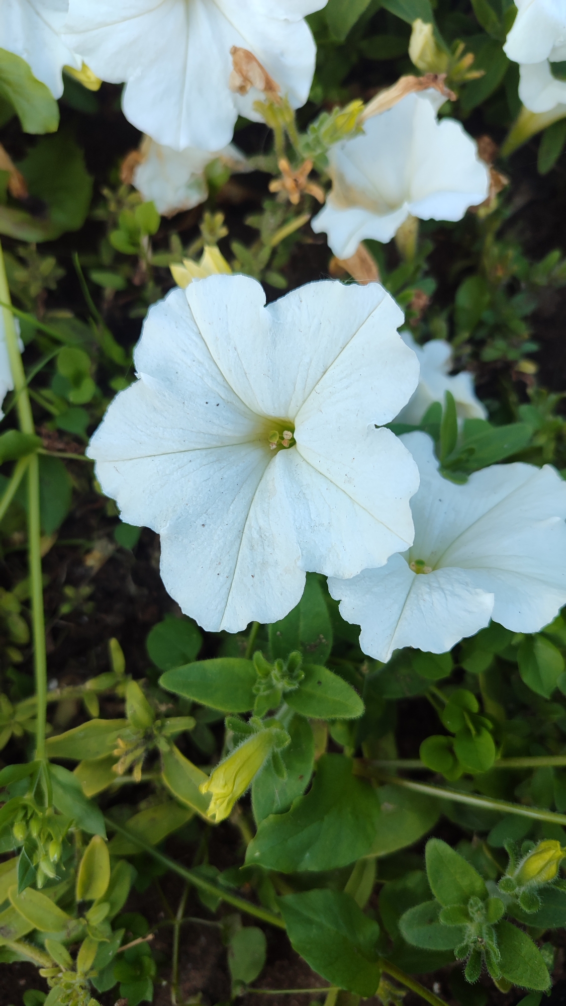 The image displays a close-up view of several white petunia flowers in bloom, set against a backdrop of green foliage and dark soil. One prominent white petunia flower is positioned in the foreground, its delicate petals unfurling towards the viewer. To the right and slightly behind it, another white petunia flower is partially visible. In the upper portion of the image, more white petunia flowers and some withered brown remnants of older blooms are present. The lower part of the frame shows smaller green leaves and a single yellow, unopened petunia bud. The scene is likely part of a garden or flowerbed, possibly in a public or private space within the city of Mirny, Russia, given the provided location context. The lighting suggests it could be a sunny day.