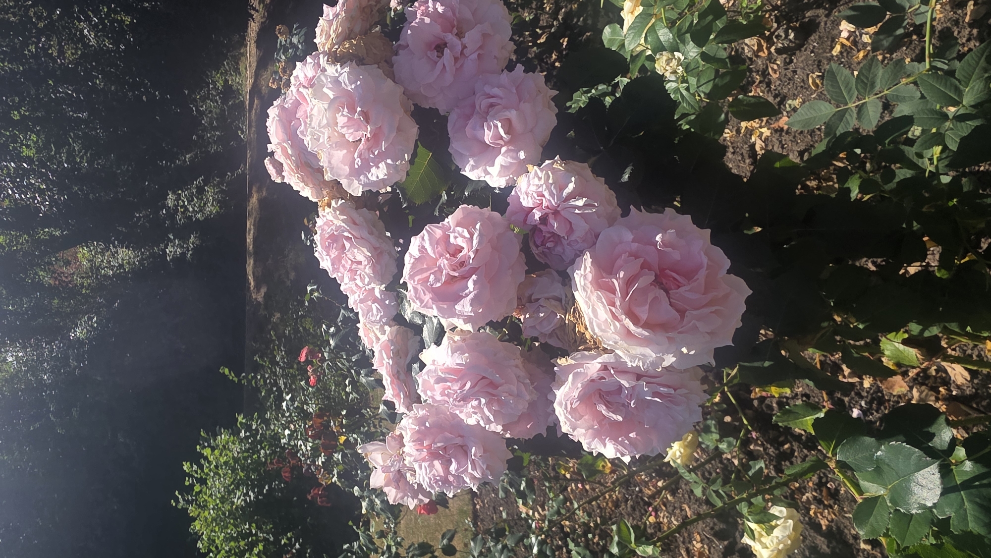 A close-up, vertical, outdoor, daytime, sun-drenched shot captures a dense cluster of large, pale pink roses in full bloom, with some unfurling petals and others tightly budded. The roses are the dominant subject, filling the lower two-thirds of the frame. They are set against a background of dark green foliage, some of which is in sharp focus, particularly on the right side of the image. The ground beneath the roses is dark, rich soil with scattered brown leaves and small pebbles. In the upper portion of the image, a blurred background of trees and shrubs is visible, with dappled sunlight filtering through the leaves, creating a strong contrast between light and shadow. The scene appears to be located in a garden or park setting within the city of St Leonards, United Kingdom. There are no people or animals present in the image.