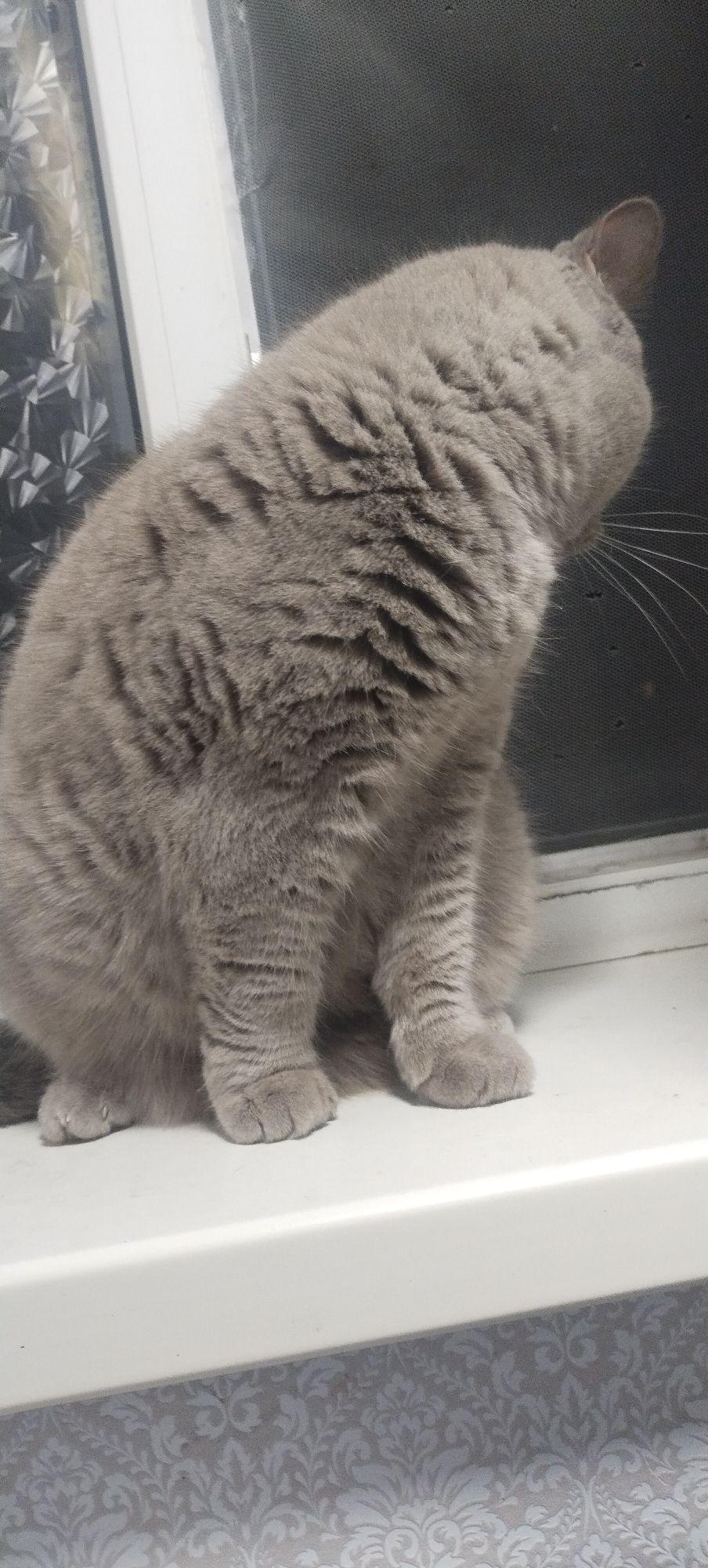 A fluffy, grey British Shorthair cat is sitting on a white windowsill. The cat is facing away from the camera, with its head turned to the right, looking out of a window. The window has a grey mesh screen and a decorative film on the glass. The cat's fur has a dense, plush texture. The background is out of focus, showing the window frame and the mesh. Below the windowsill, a patterned wallpaper is visible. The scene appears to be indoors.