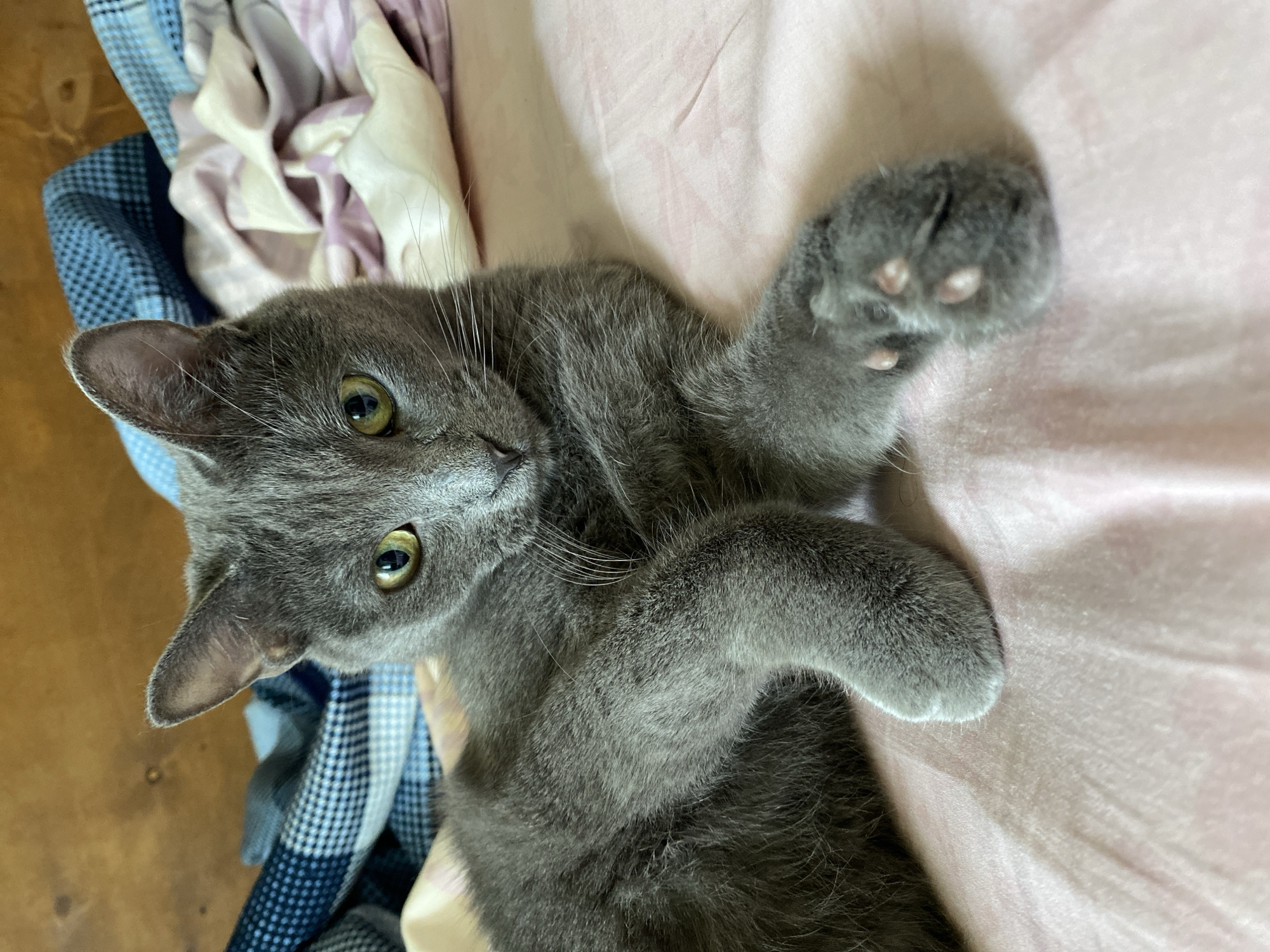 A grey cat lies on a pink bed with its paws crossed. The cat's eyes are green and it is looking at the camera. In the background, there are blue and white blankets and a wooden headboard. The scene appears to be indoors in a bedroom.