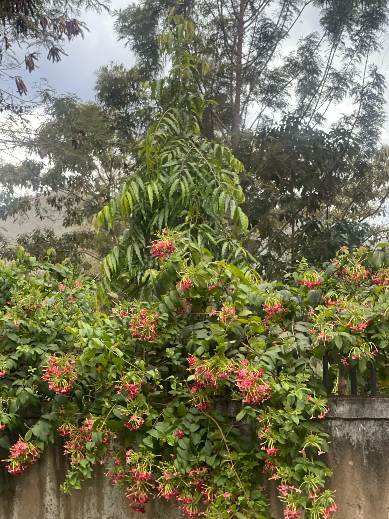 This is a medium shot, taken from a slightly low angle, of a dense flowering vine cascading over a concrete wall. The vine, identified as Quisqualis indica, commonly known as Rangoon creeper, is covered in clusters of small, tubular flowers that transition from pink to red. The background is filled with lush green foliage from other trees and plants, with a cloudy, overcast sky above. The setting appears to be a residential or garden area in Kisumu, Kenya, evidenced by the style of the concrete wall and the prevalent tropical vegetation. There are no people or animals visible in the frame, and the scene depicts a static, natural environment.
